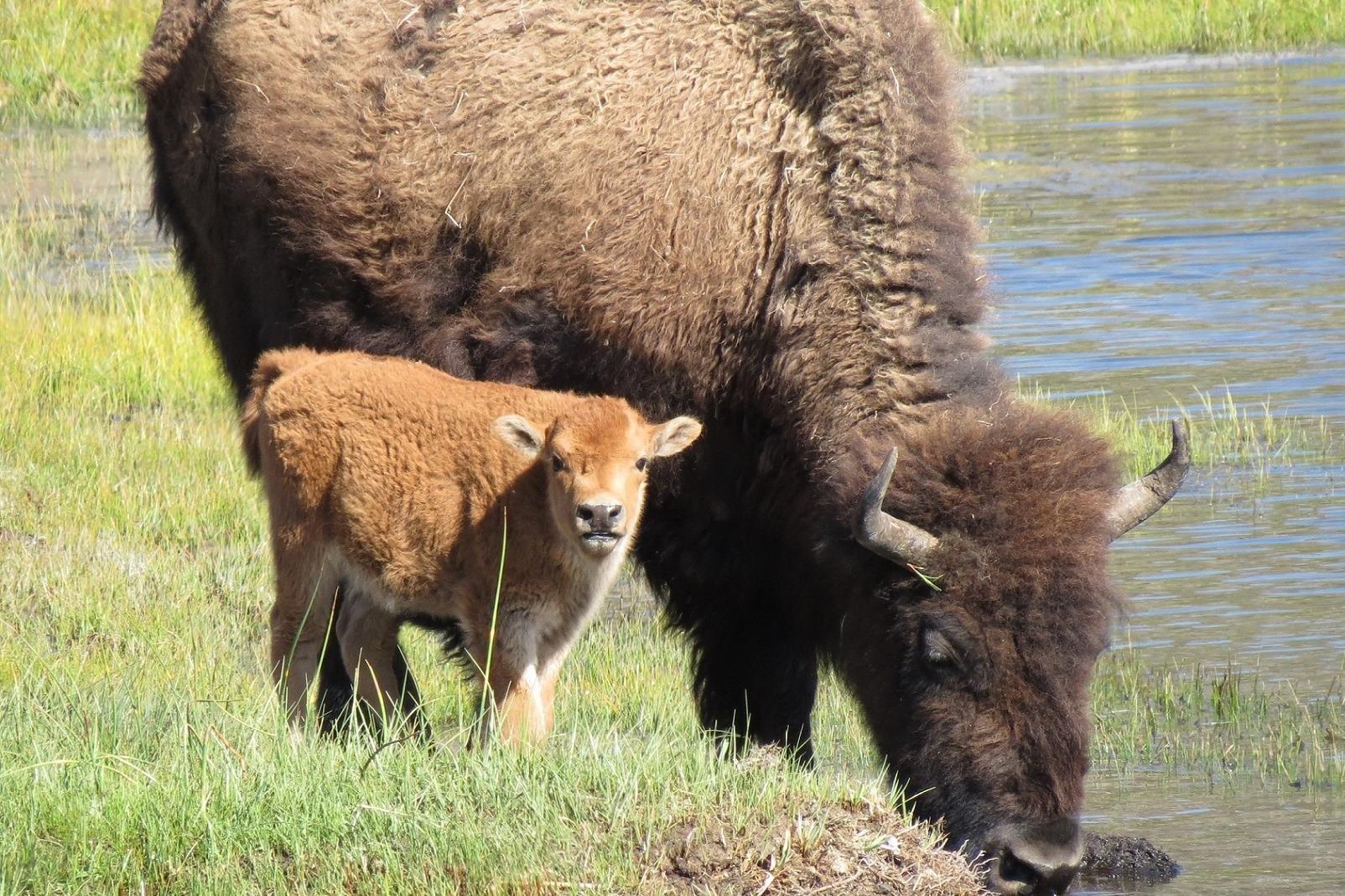 West Yellowstone Artisan Gallery