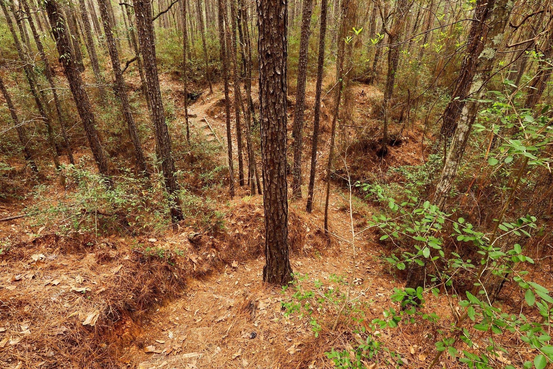 Little Lake Creek Wilderness