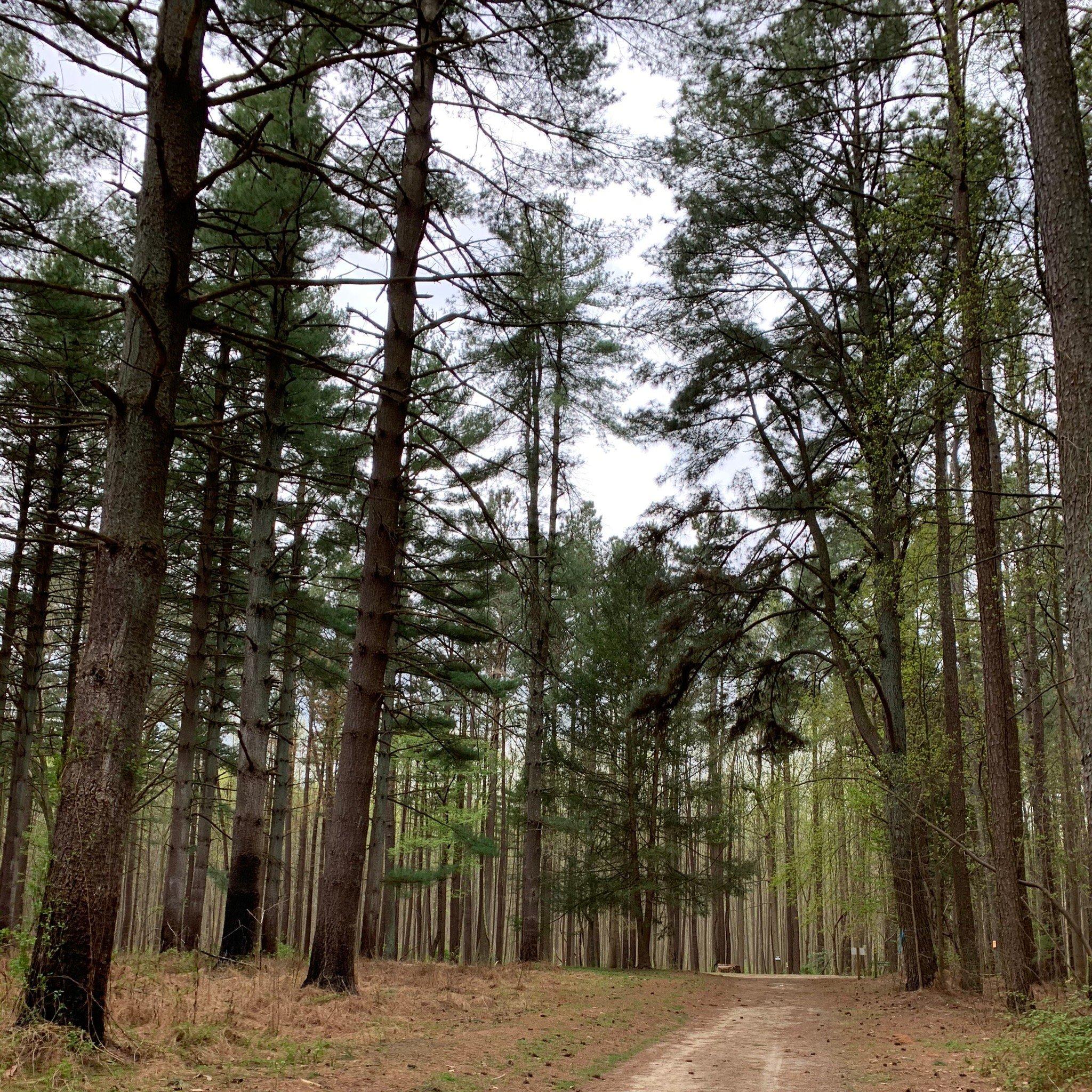 Blackbird State Forest