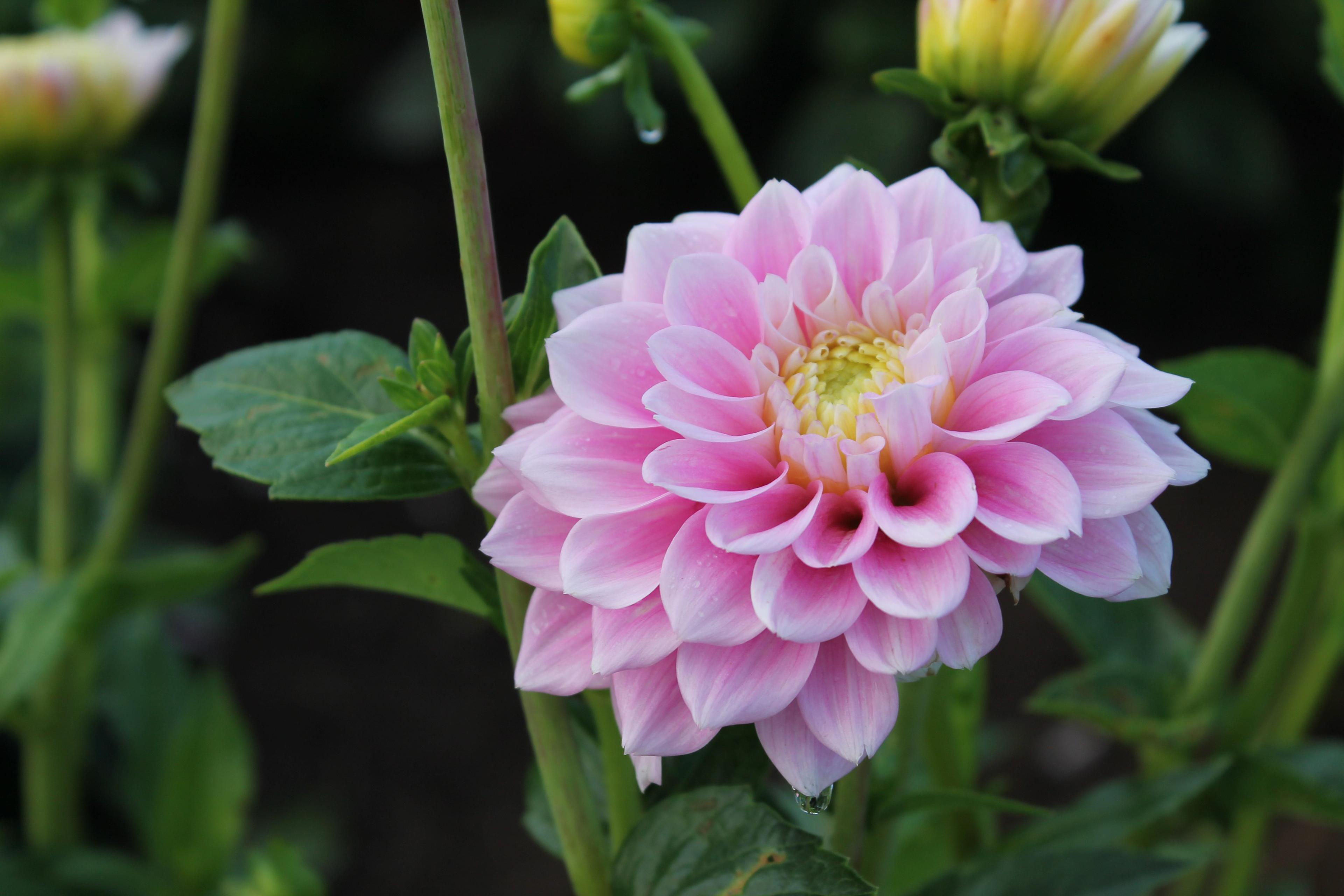 White's Creek Flower Farm