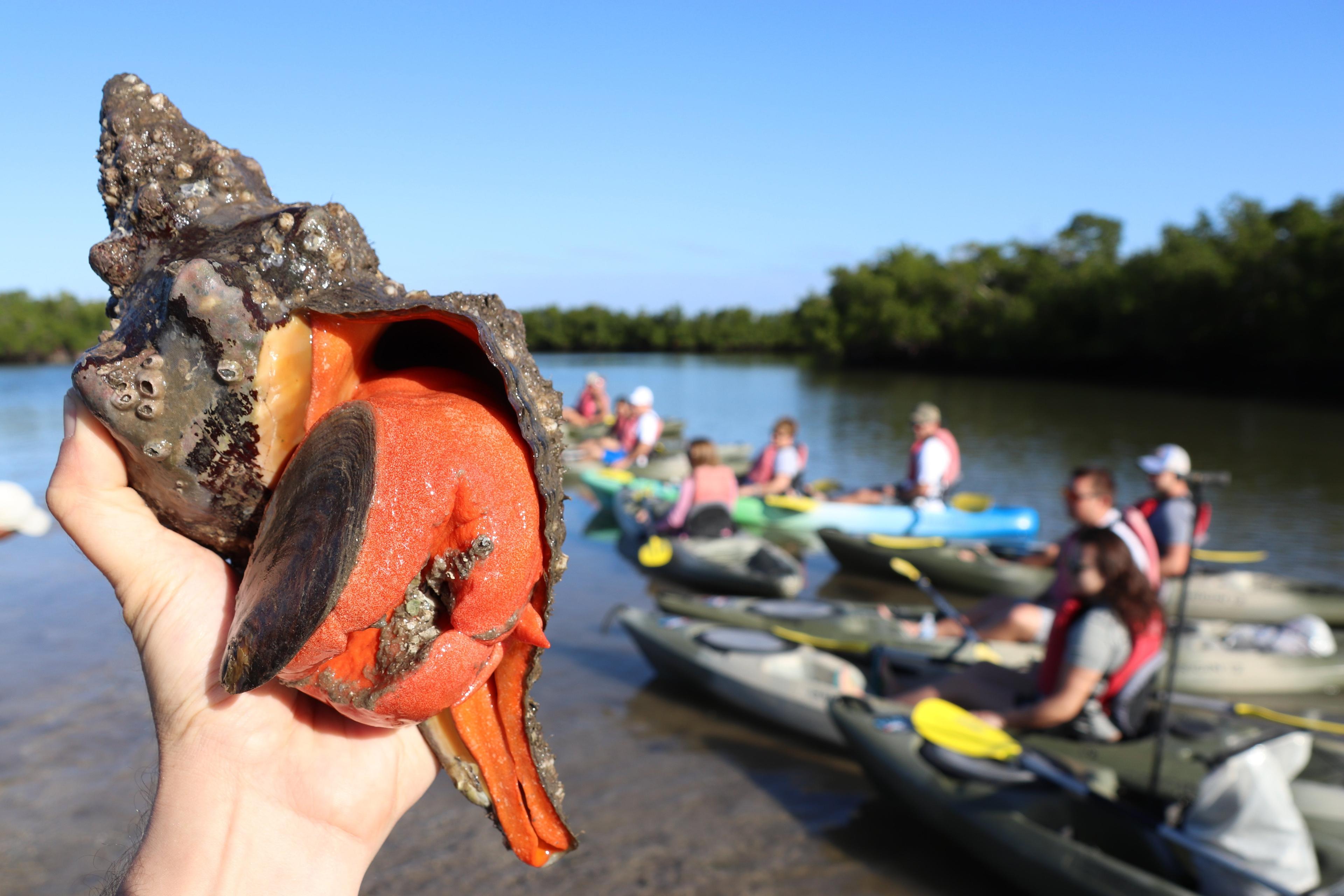 Kayak Marco