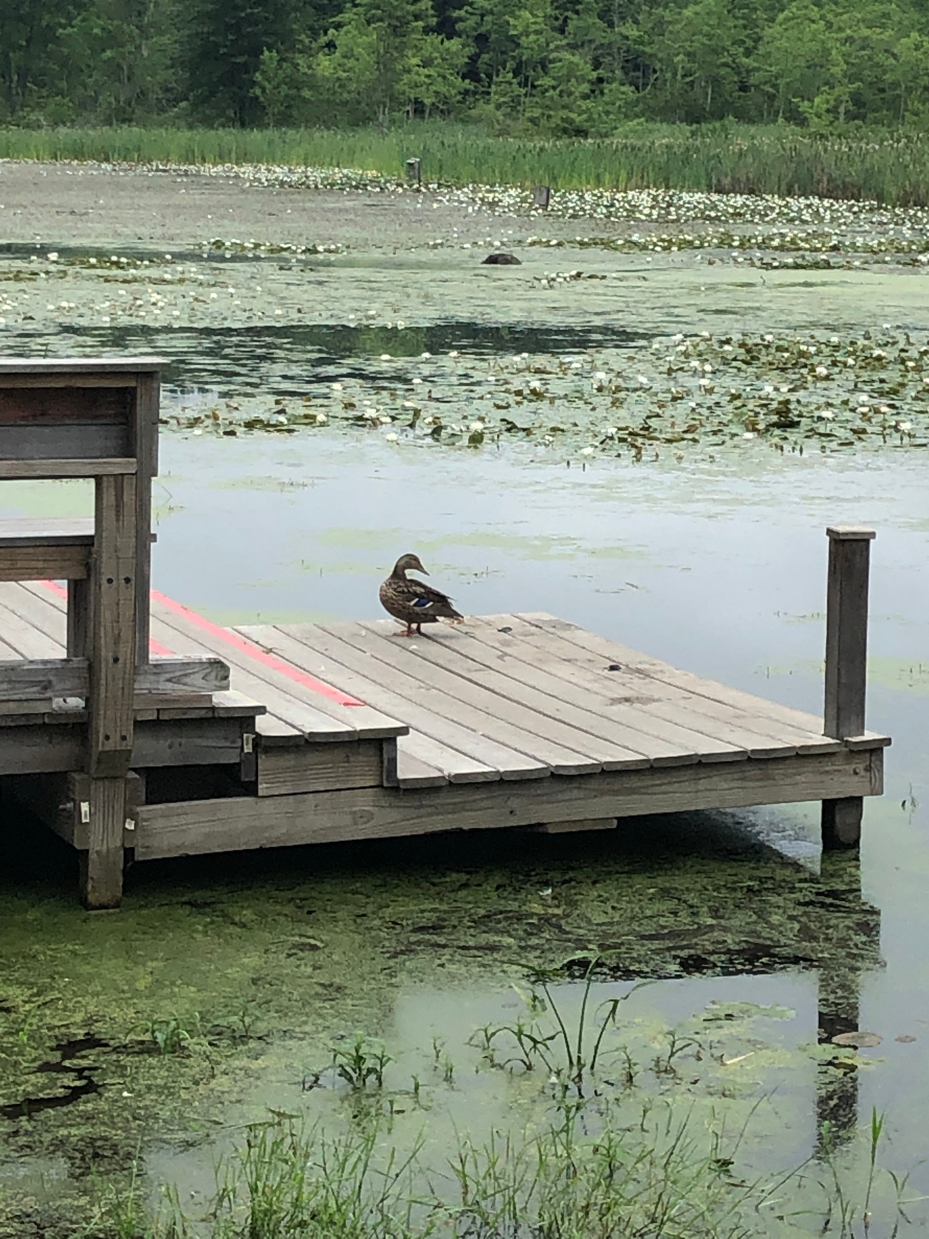 Fitzgerald Lake Conservation Area