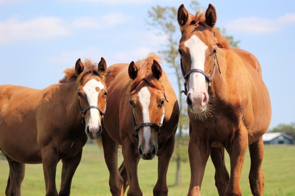 Denali Stud