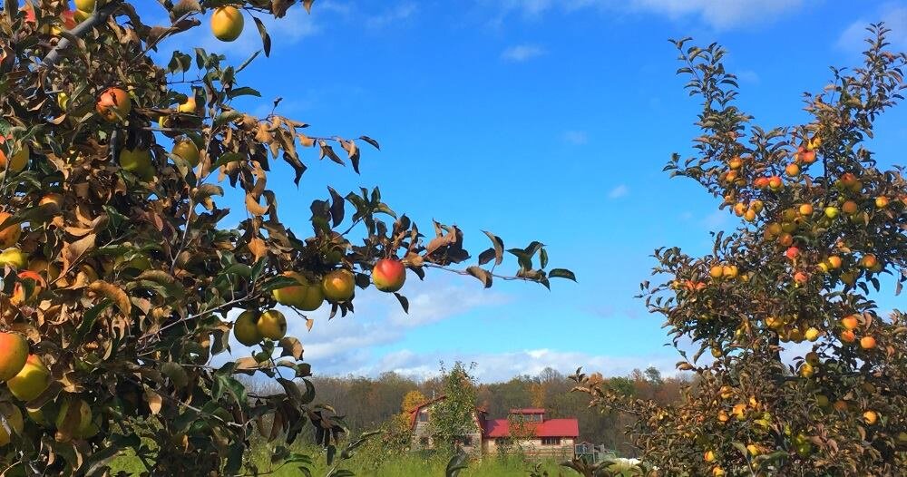 Finger Lakes Cider House