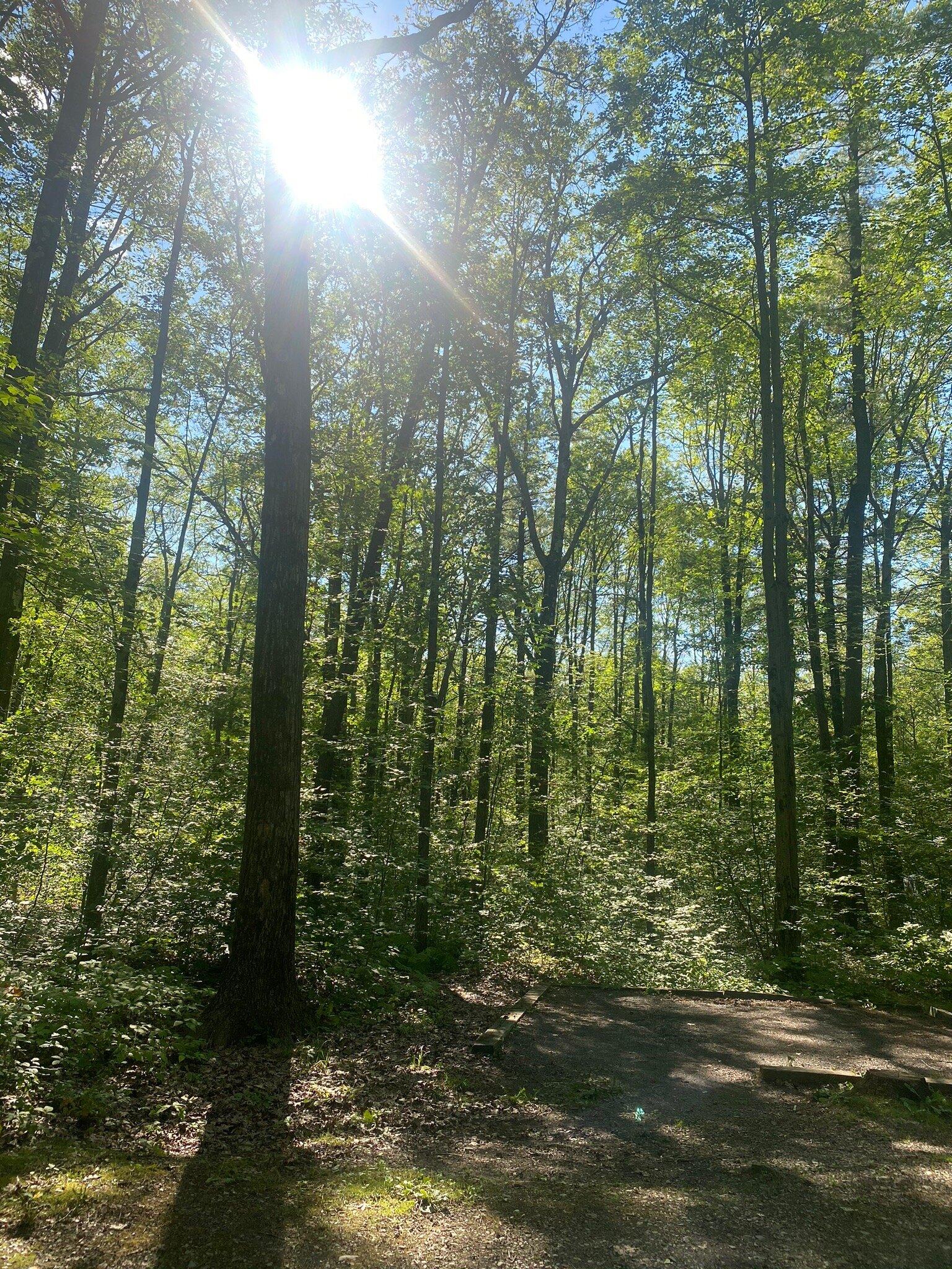 Blueberry Patch Campground