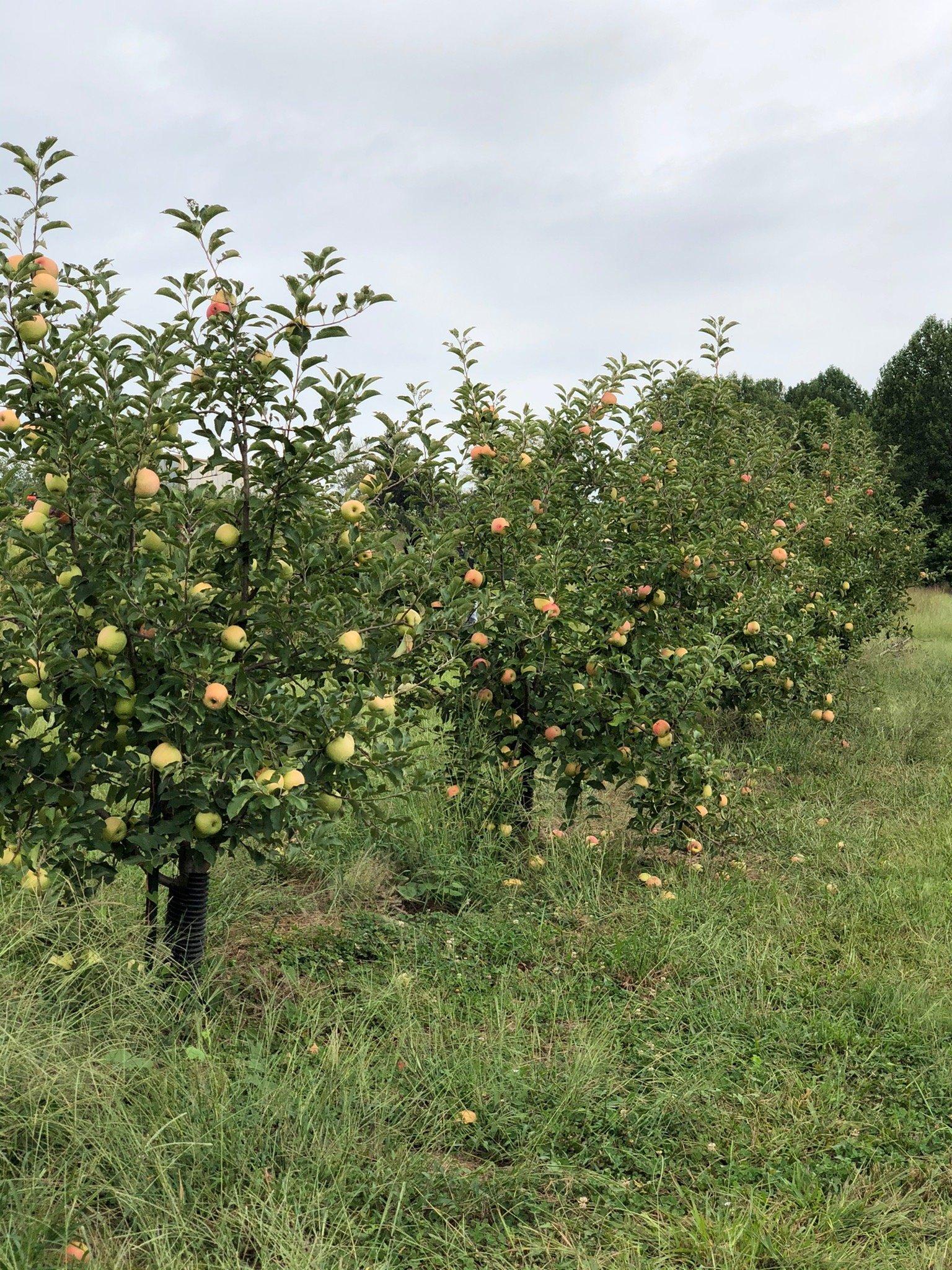 Scott's Orchard