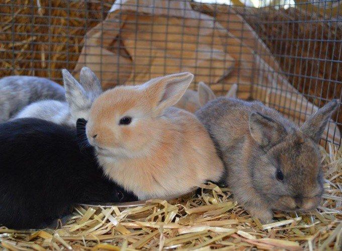 Barn Buddies Rescue @ THE FARM