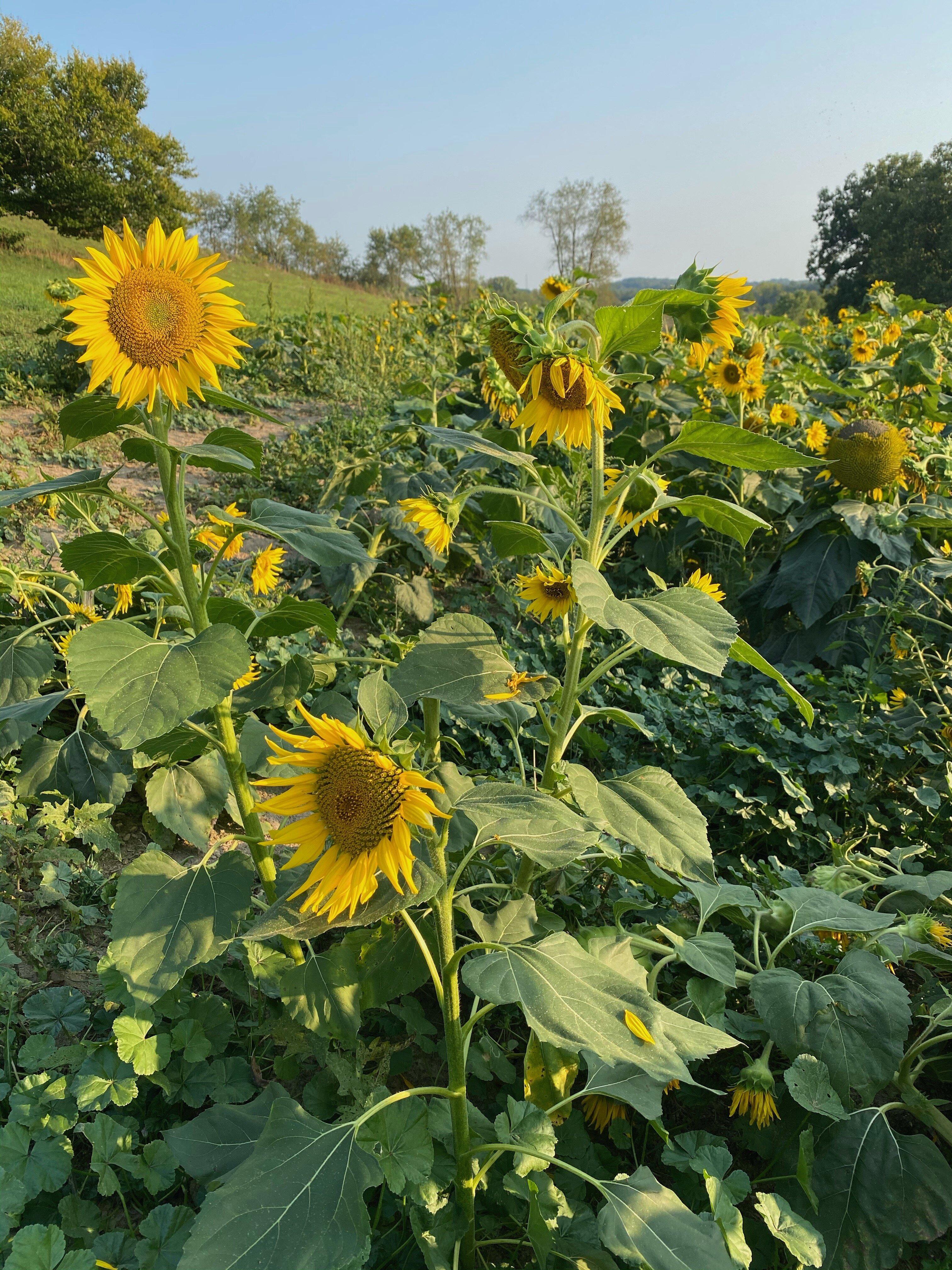 Arrowhead Orchard