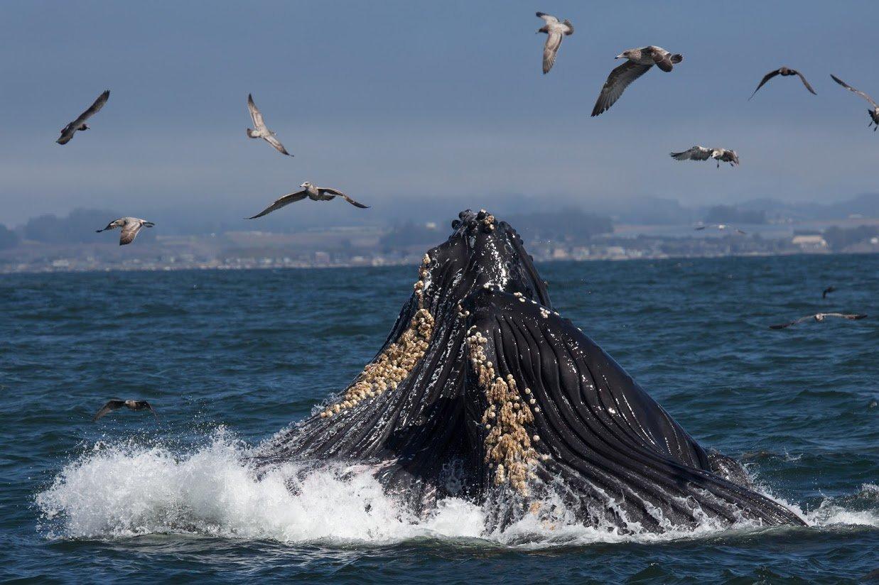 Photo by SECRETHARBORCHARTERS