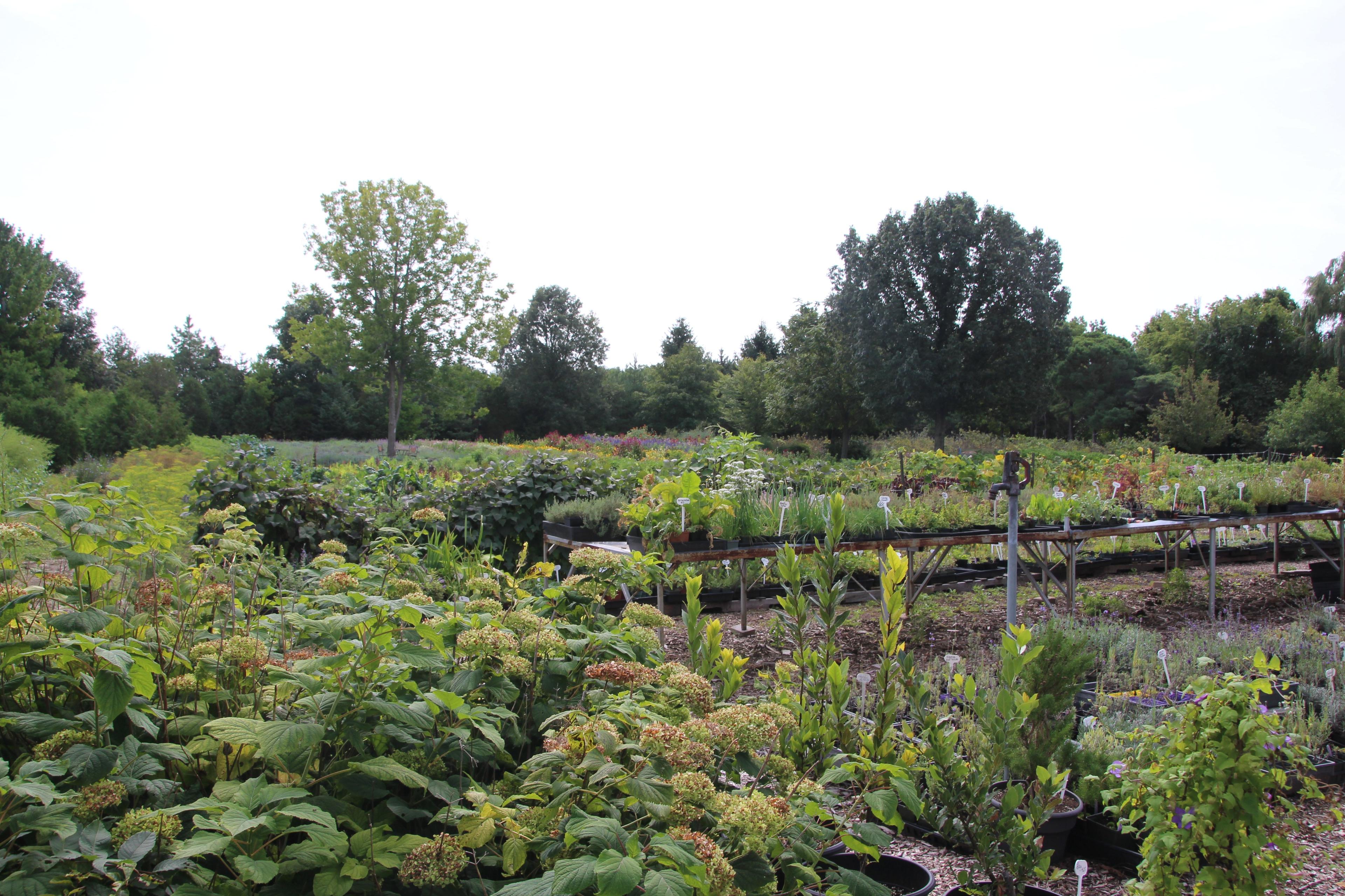 Forest Glen Herb Farm