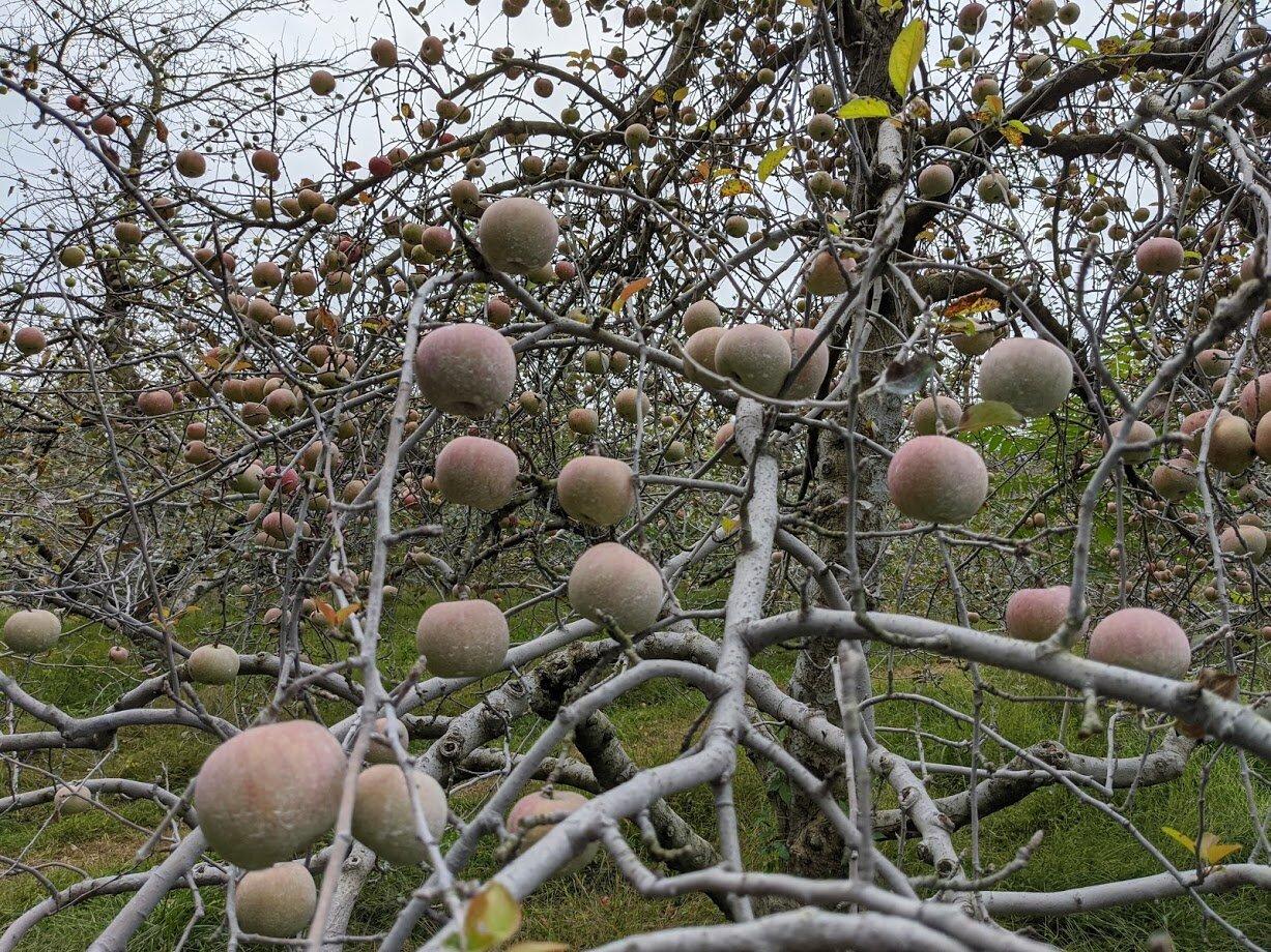 Crooked Run Orchard