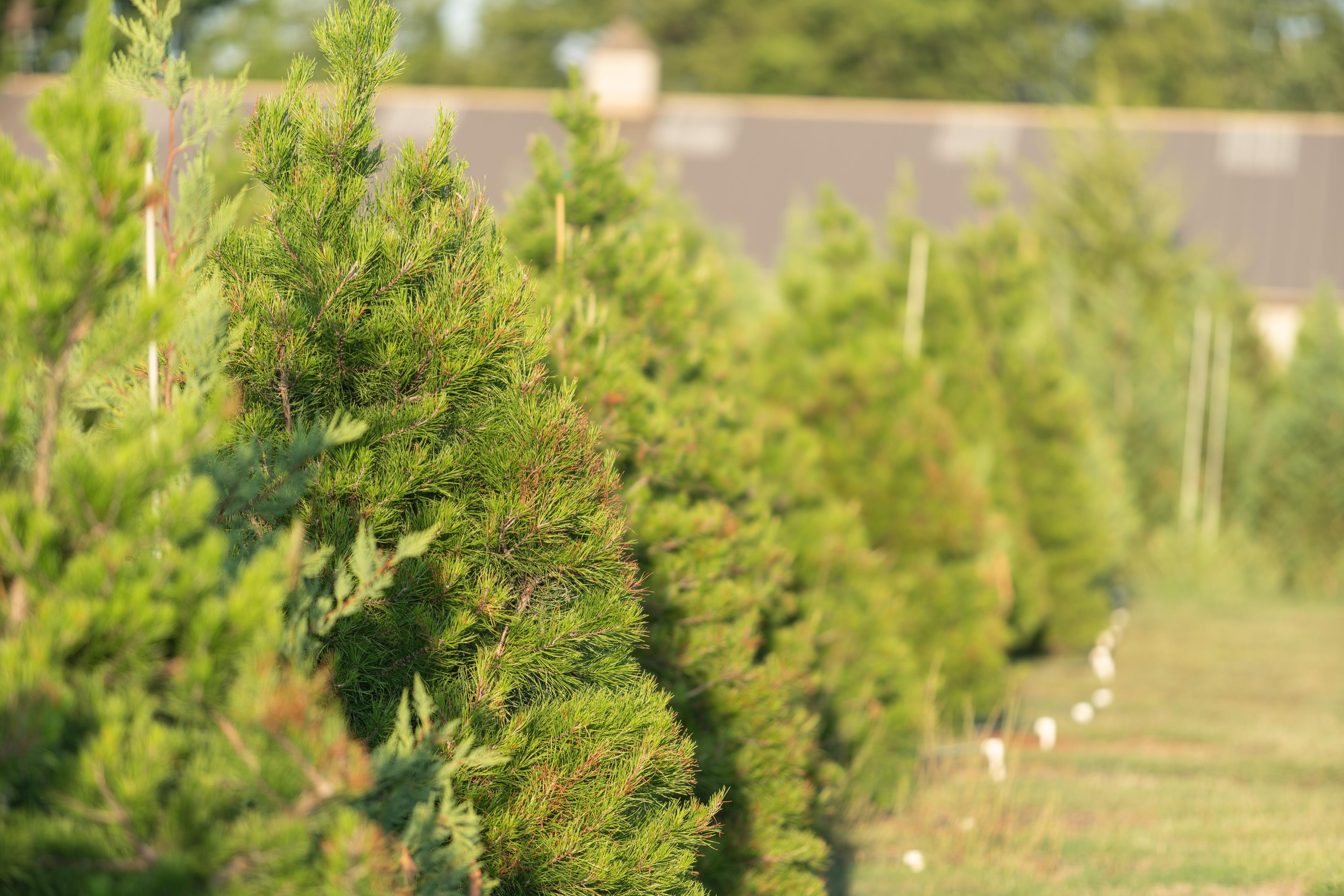 Owasso Christmas Tree And Berry Farm