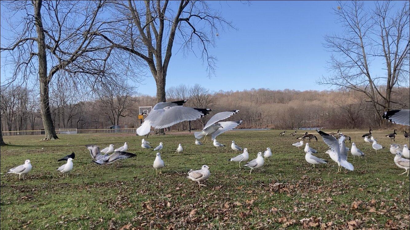 Habershon Park