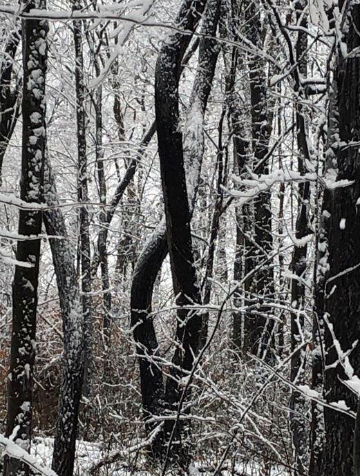 Boot Lake Nature Preserve