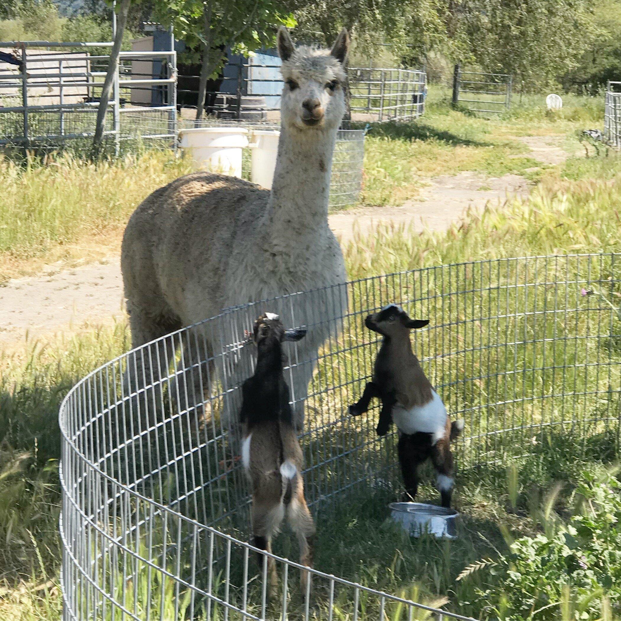 American Made Miniatures Farm Sanctuary