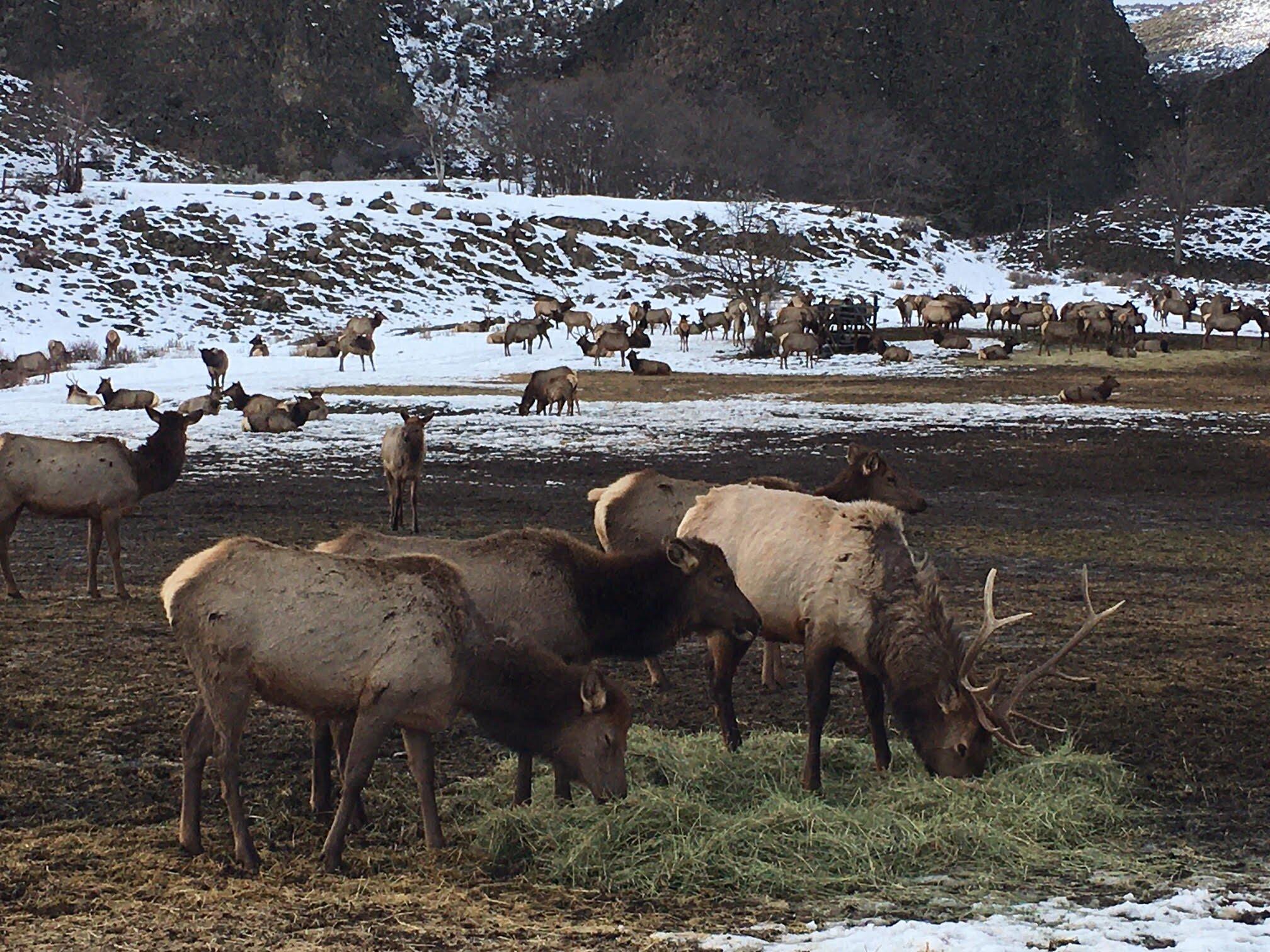 Oak Creek Wildlife Viewing Are