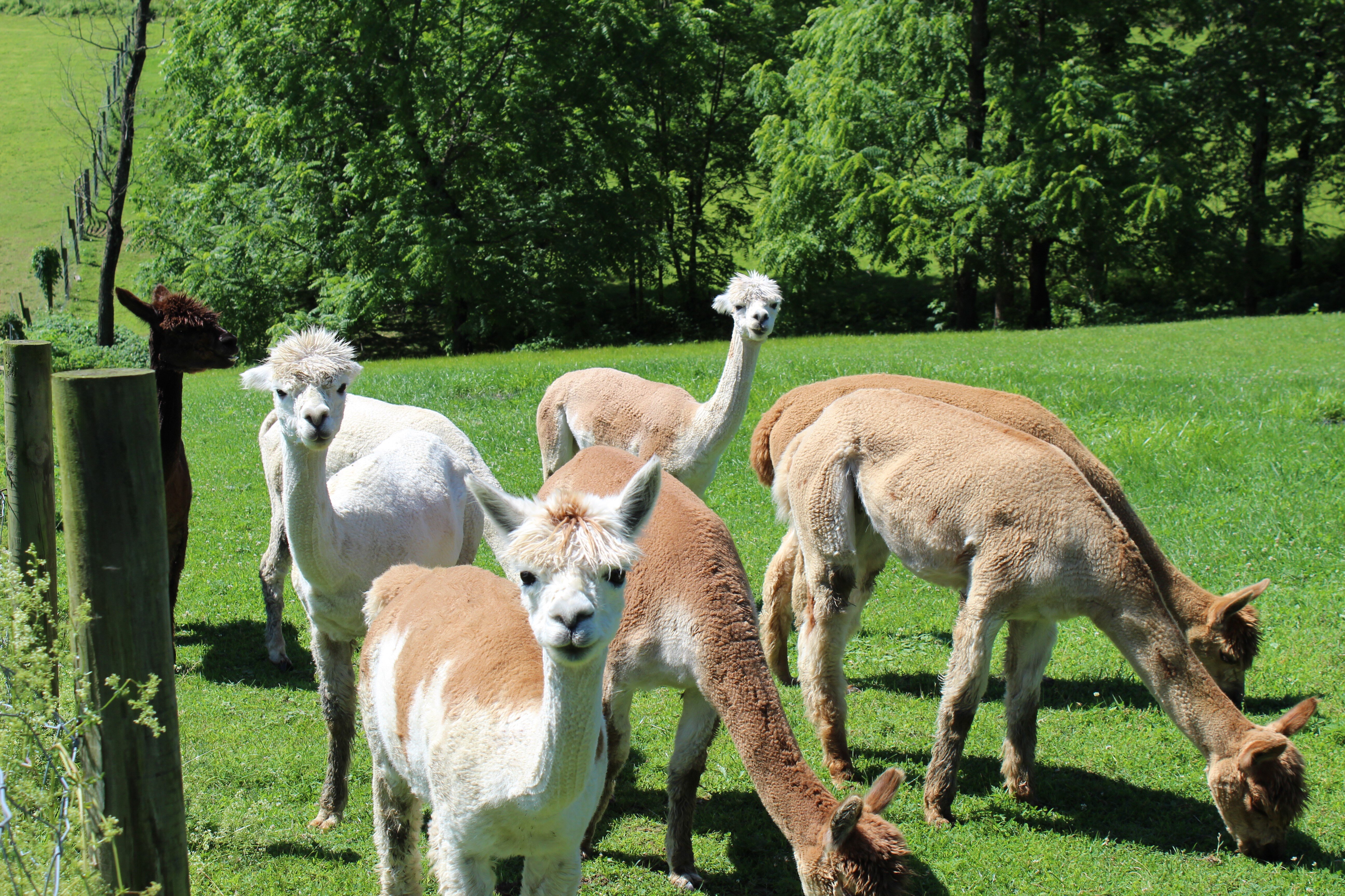 The Crafty Alpaca Farm and Store