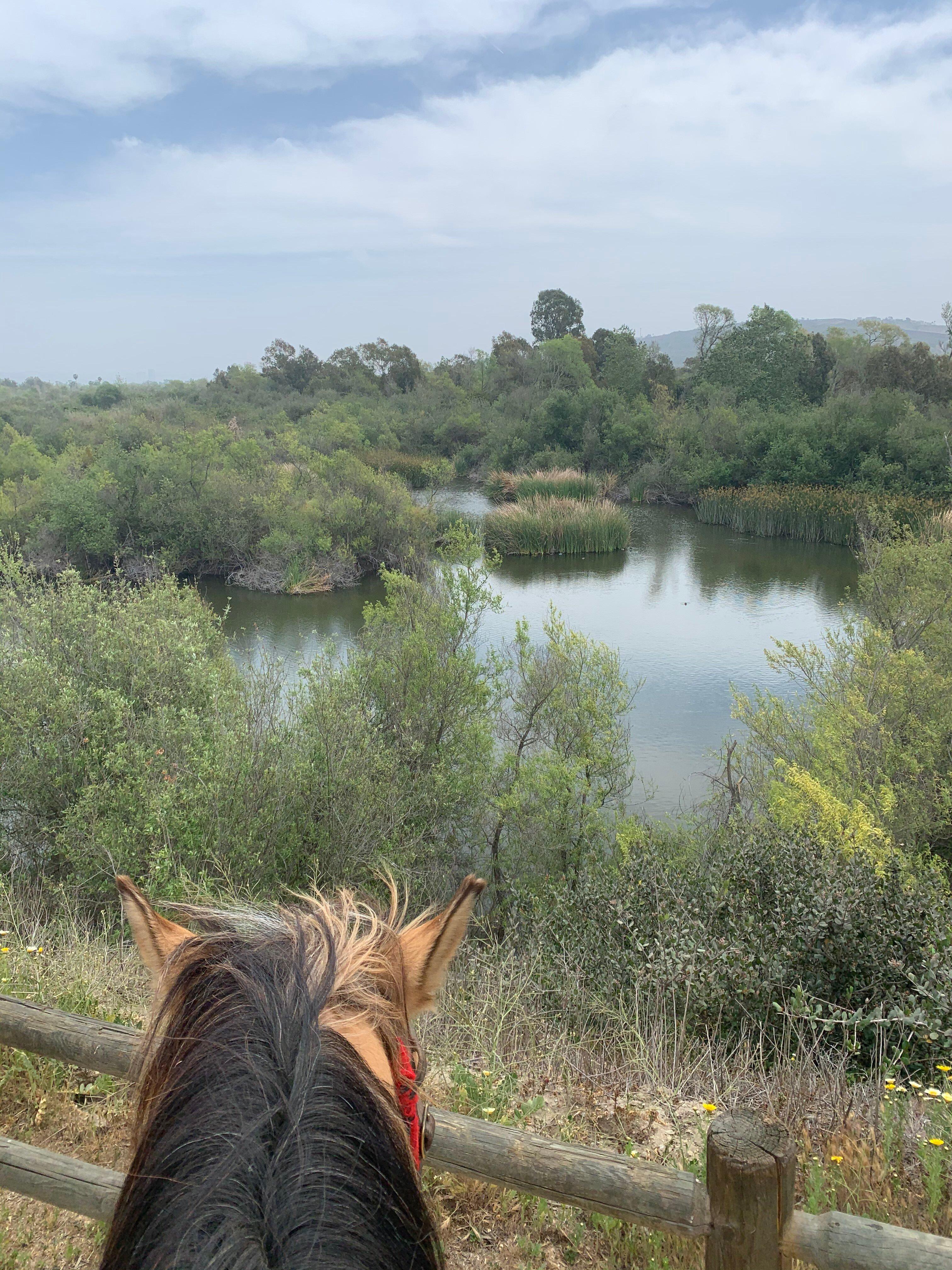 Pony Land Rides And Petting Zoo