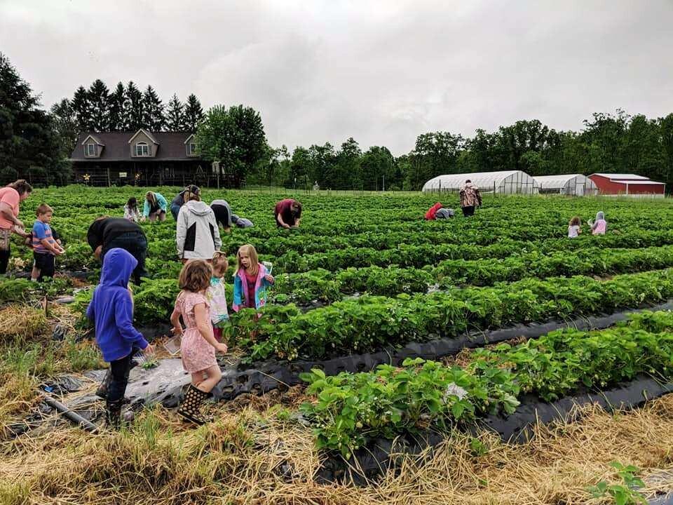 Sunset Berry Farm