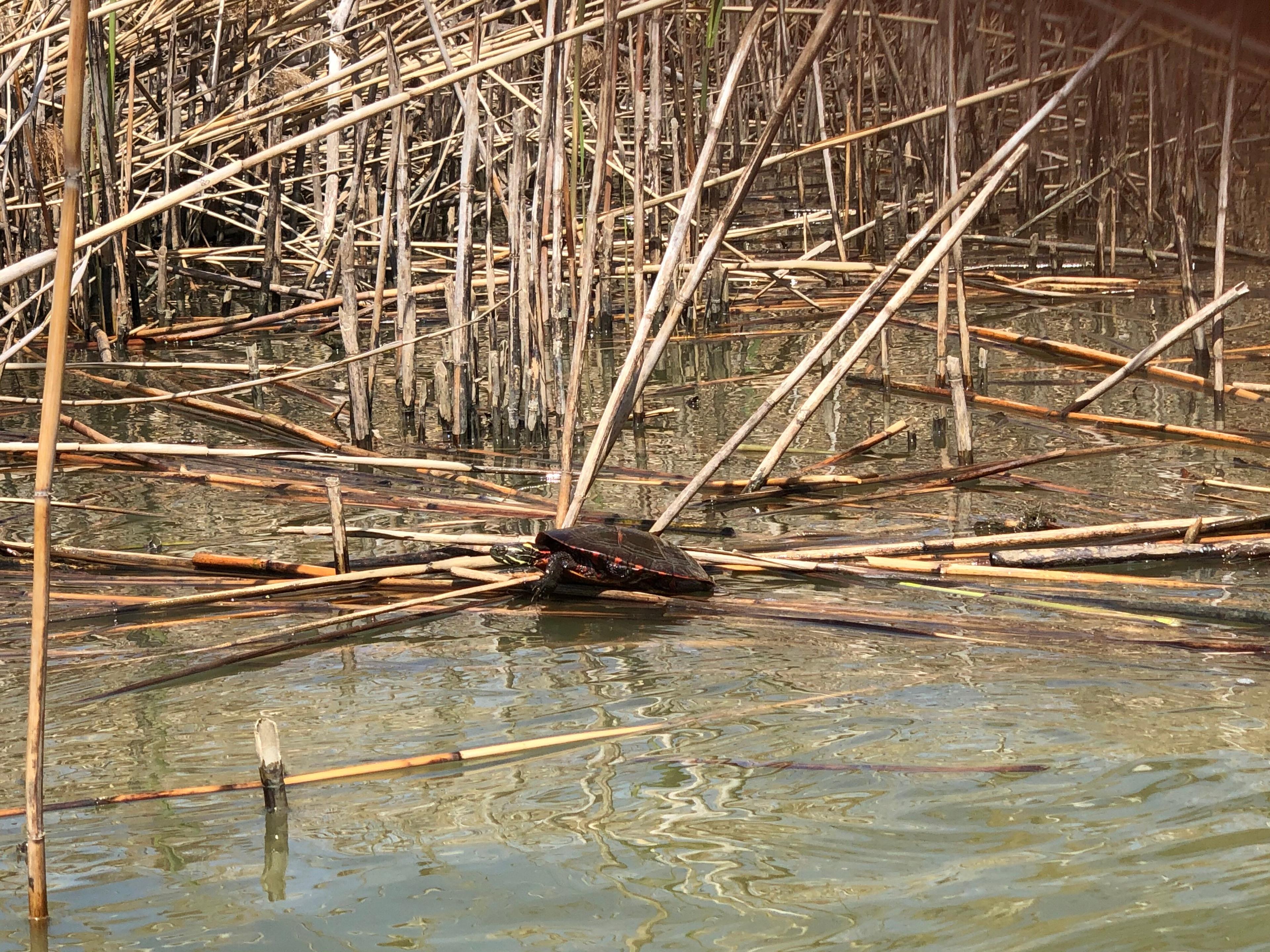 River Canard Canoe Co.