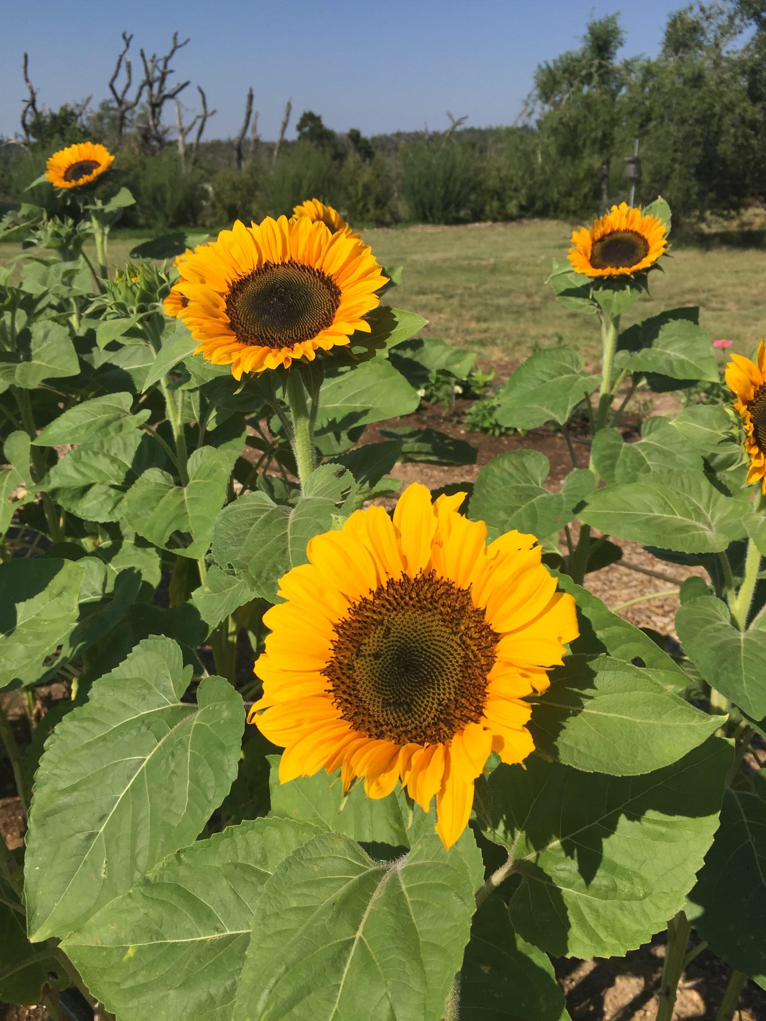 windmill meadow farm