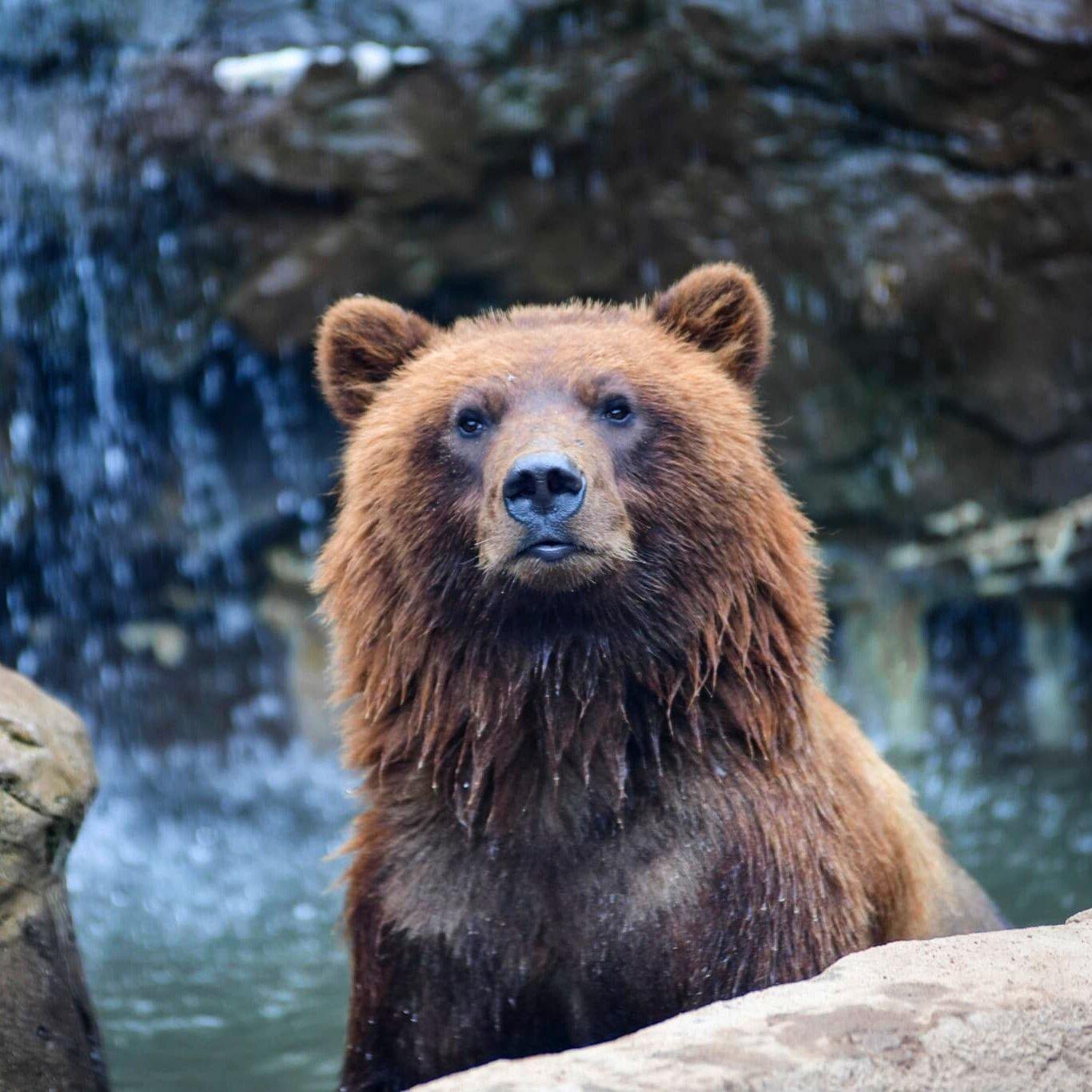 Lake Superior Zoo