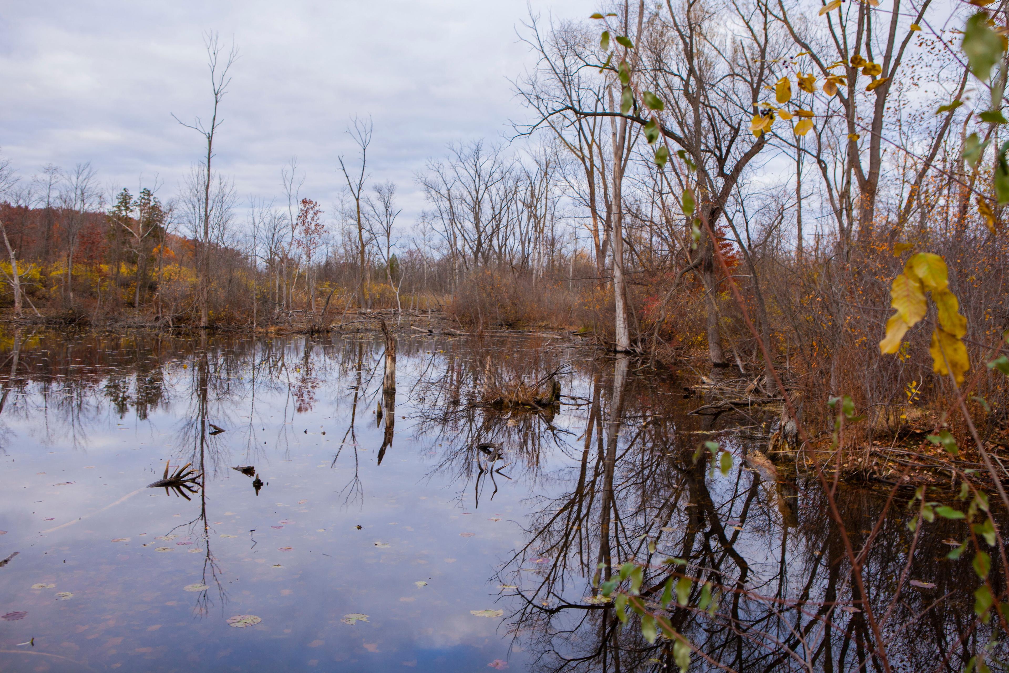 Holland Ponds