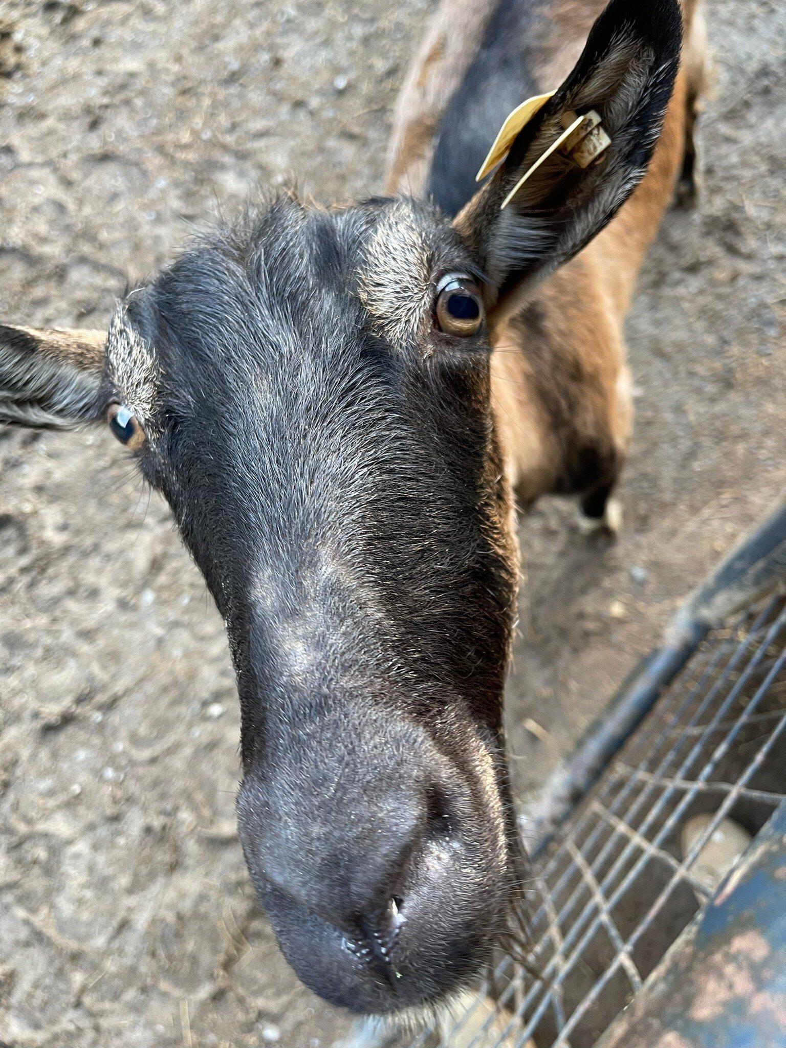 Lake Meadow Farm