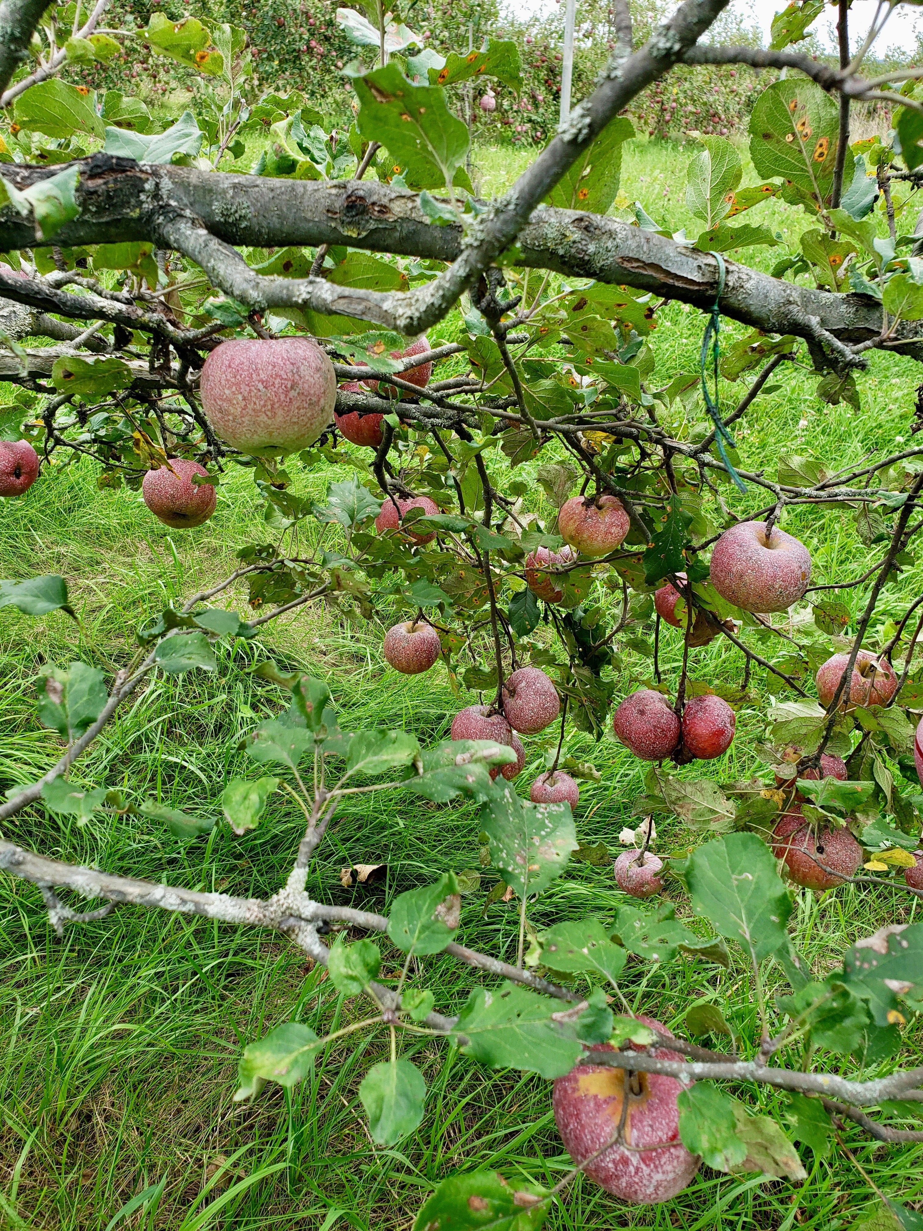 Avalon Orchards