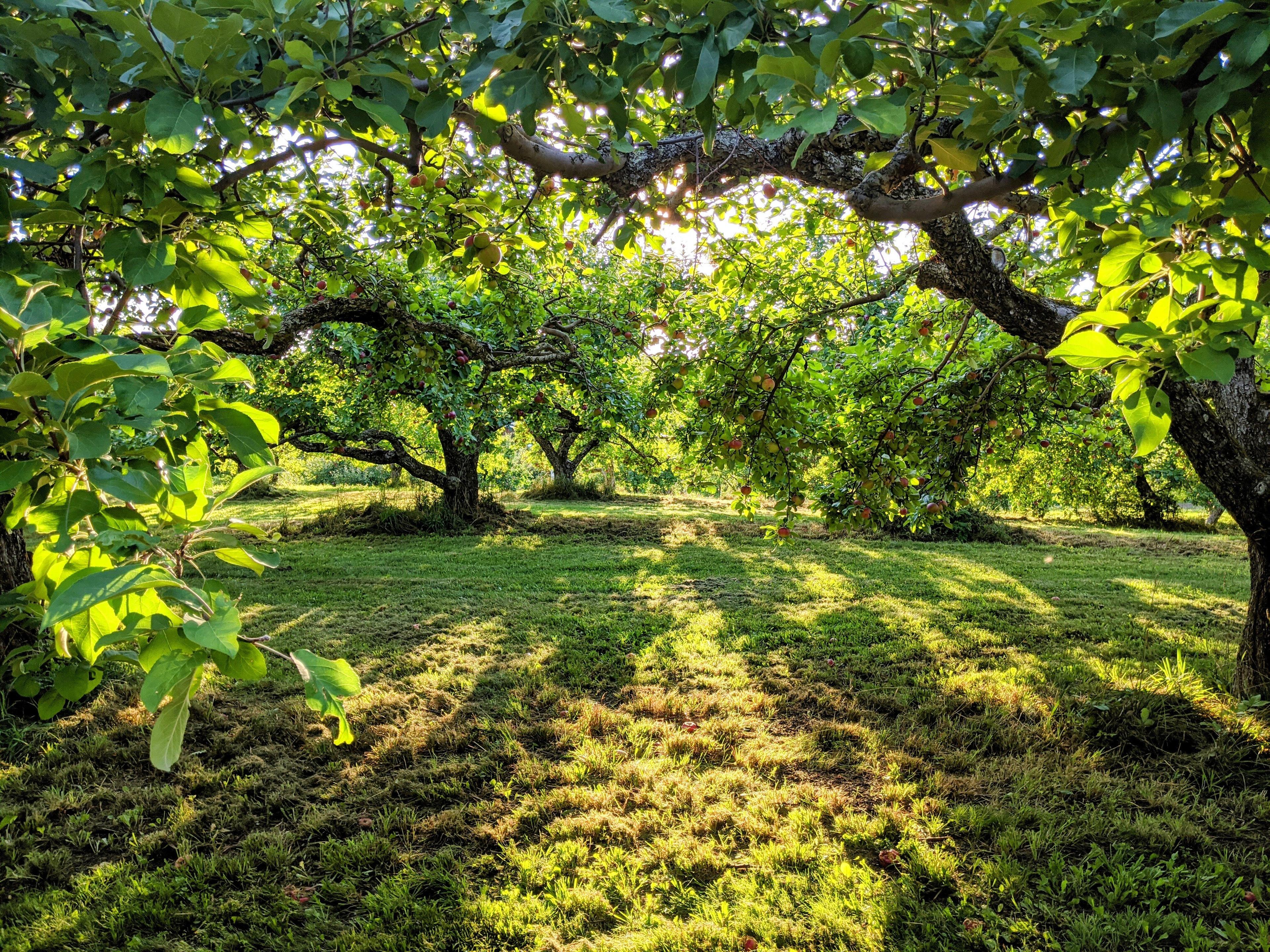 Verger Heath Orchard