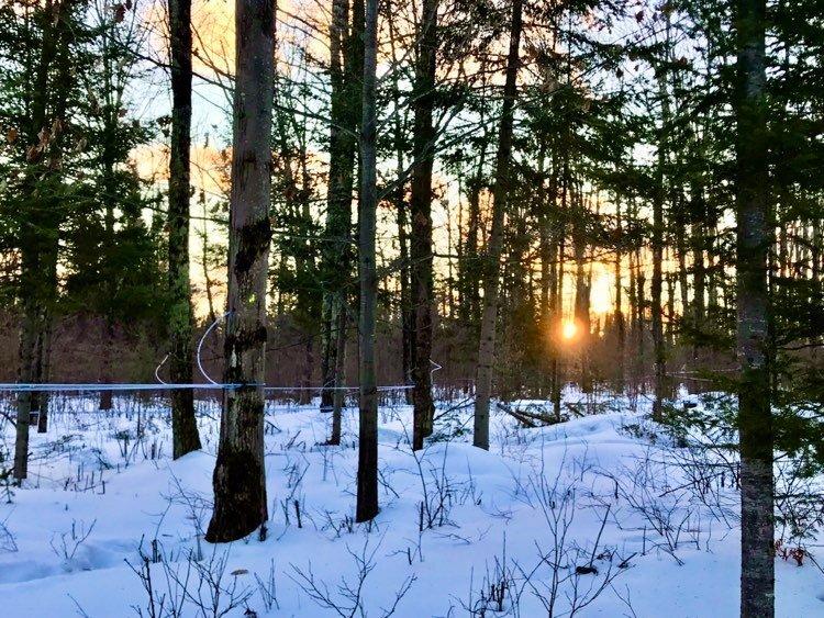 Tom & Ma's Maple Farm