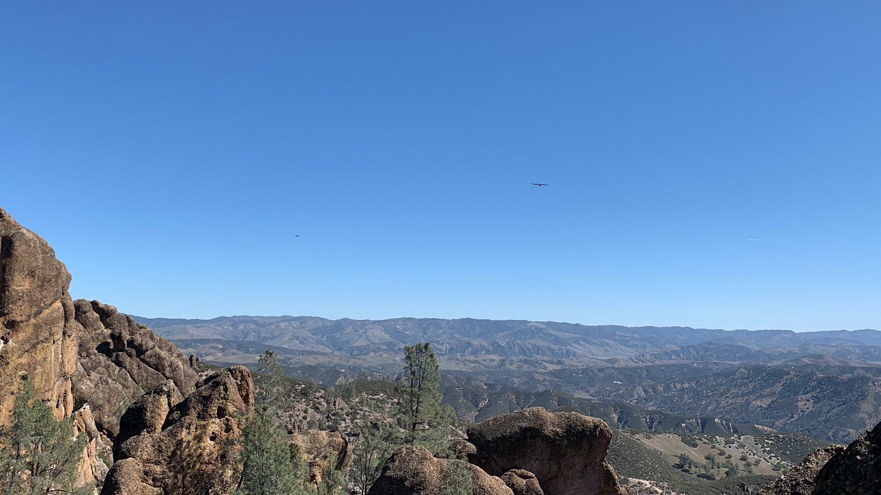 Condor Viewing