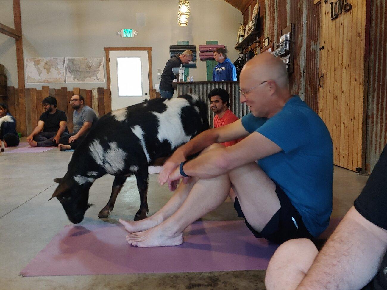 Original Goat Yoga - Galena