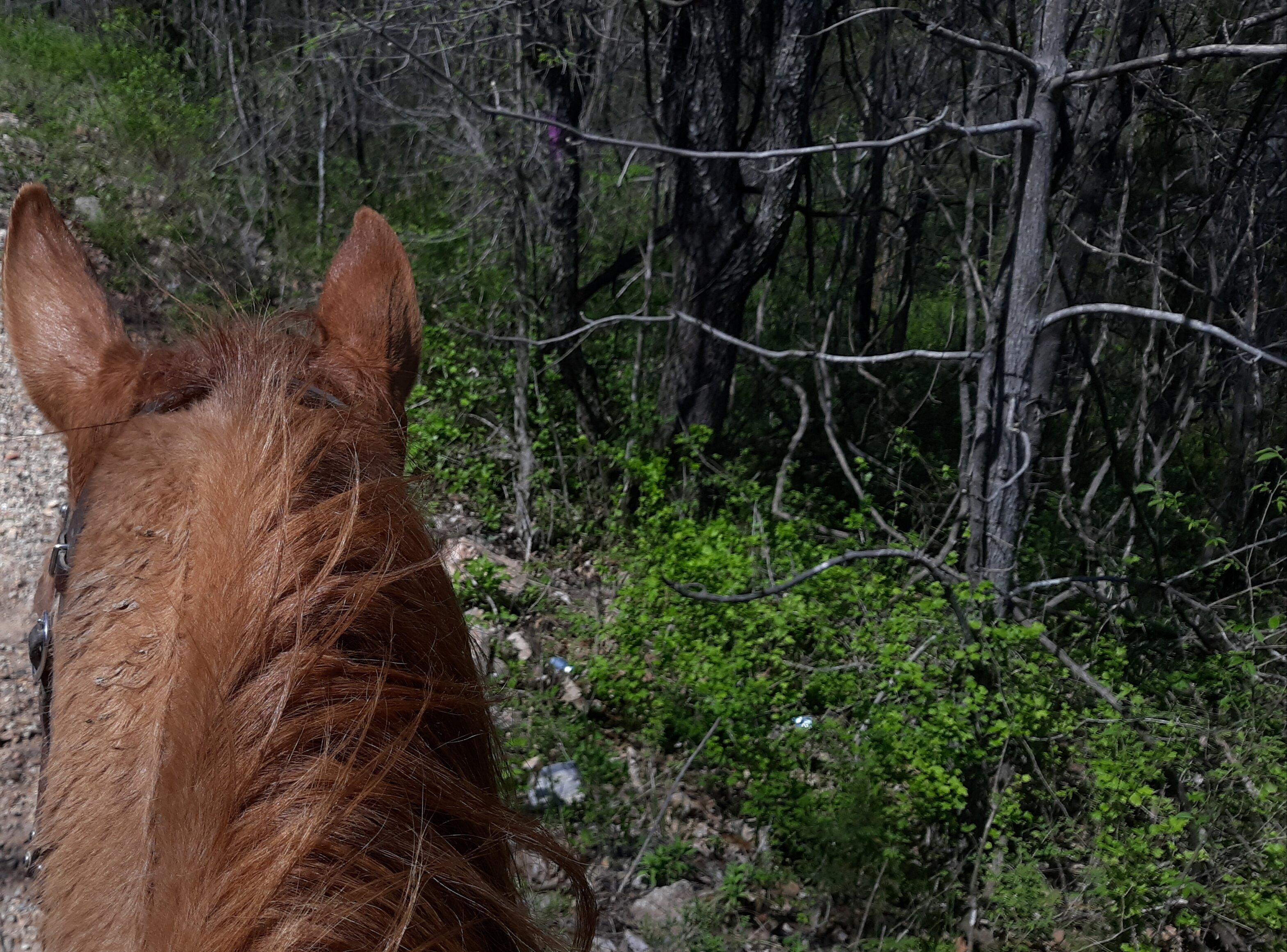 Double "O" Stables Boarding, Training & Riding Lessons