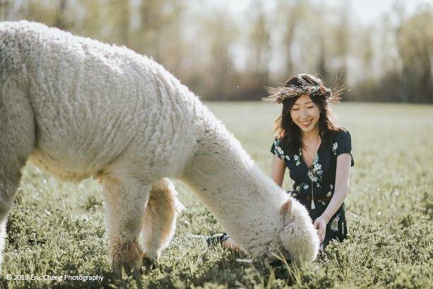 Forget-Me-Not Alpacas