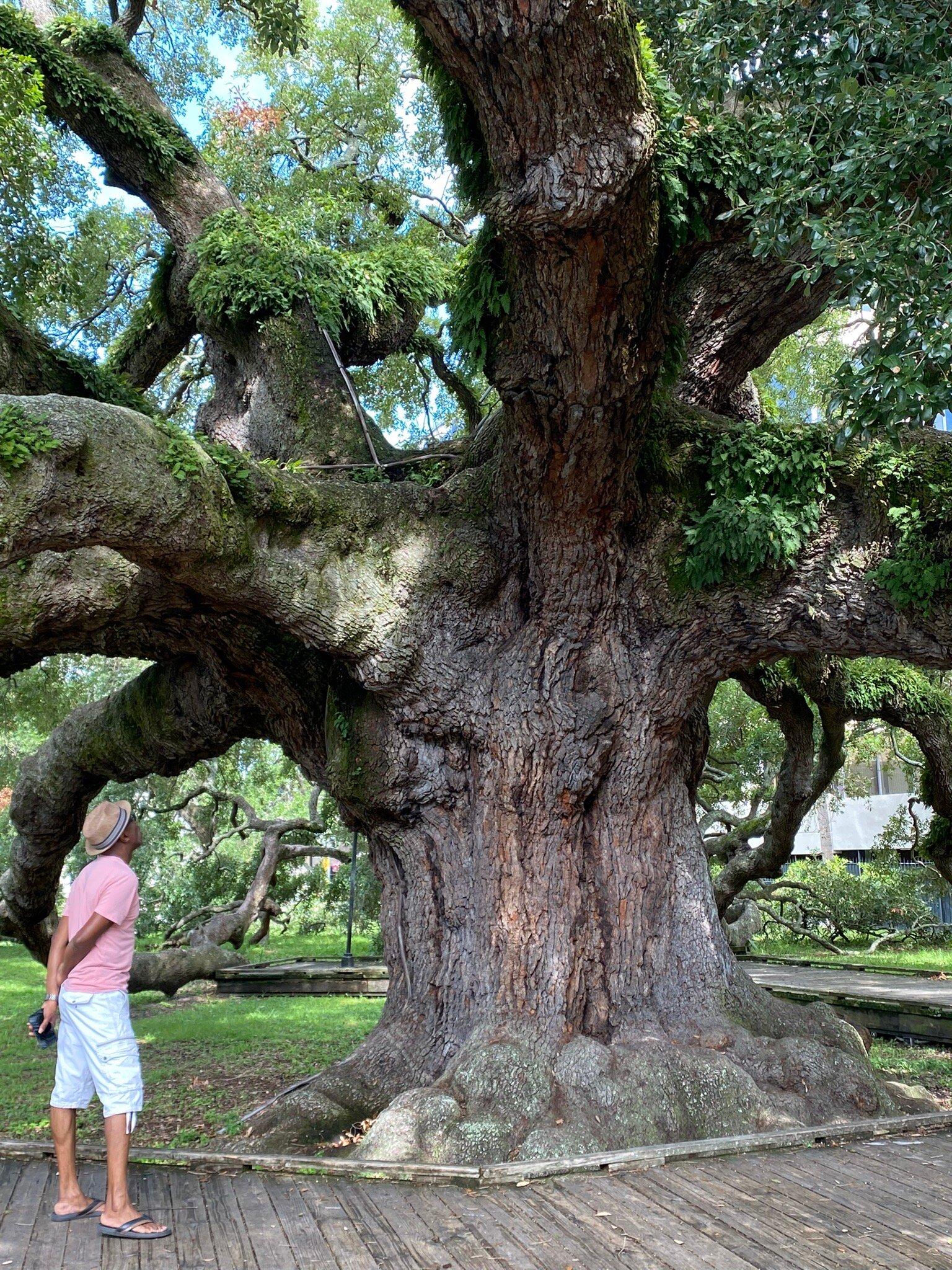 Treaty Oak Park