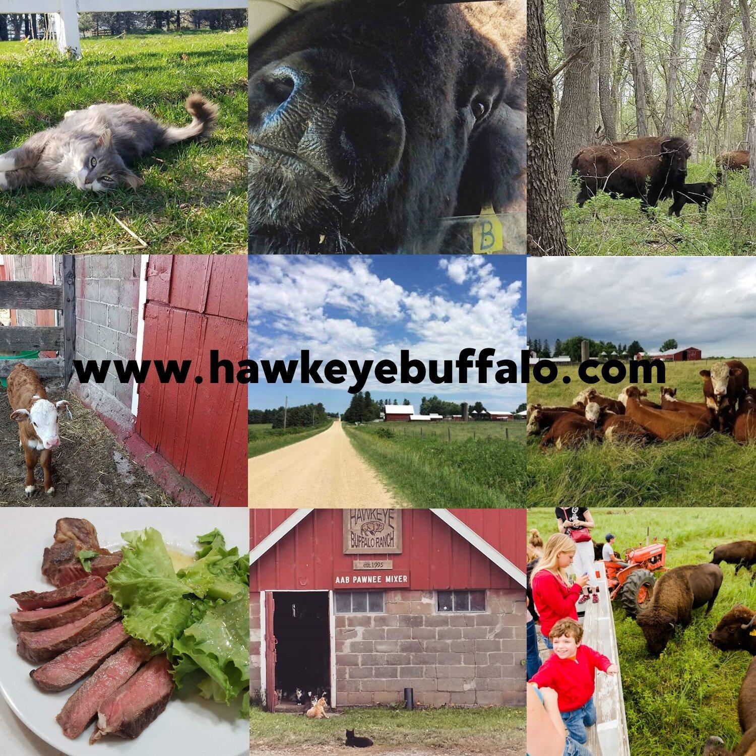 Hawkeye Buffalo & Cattle Ranch