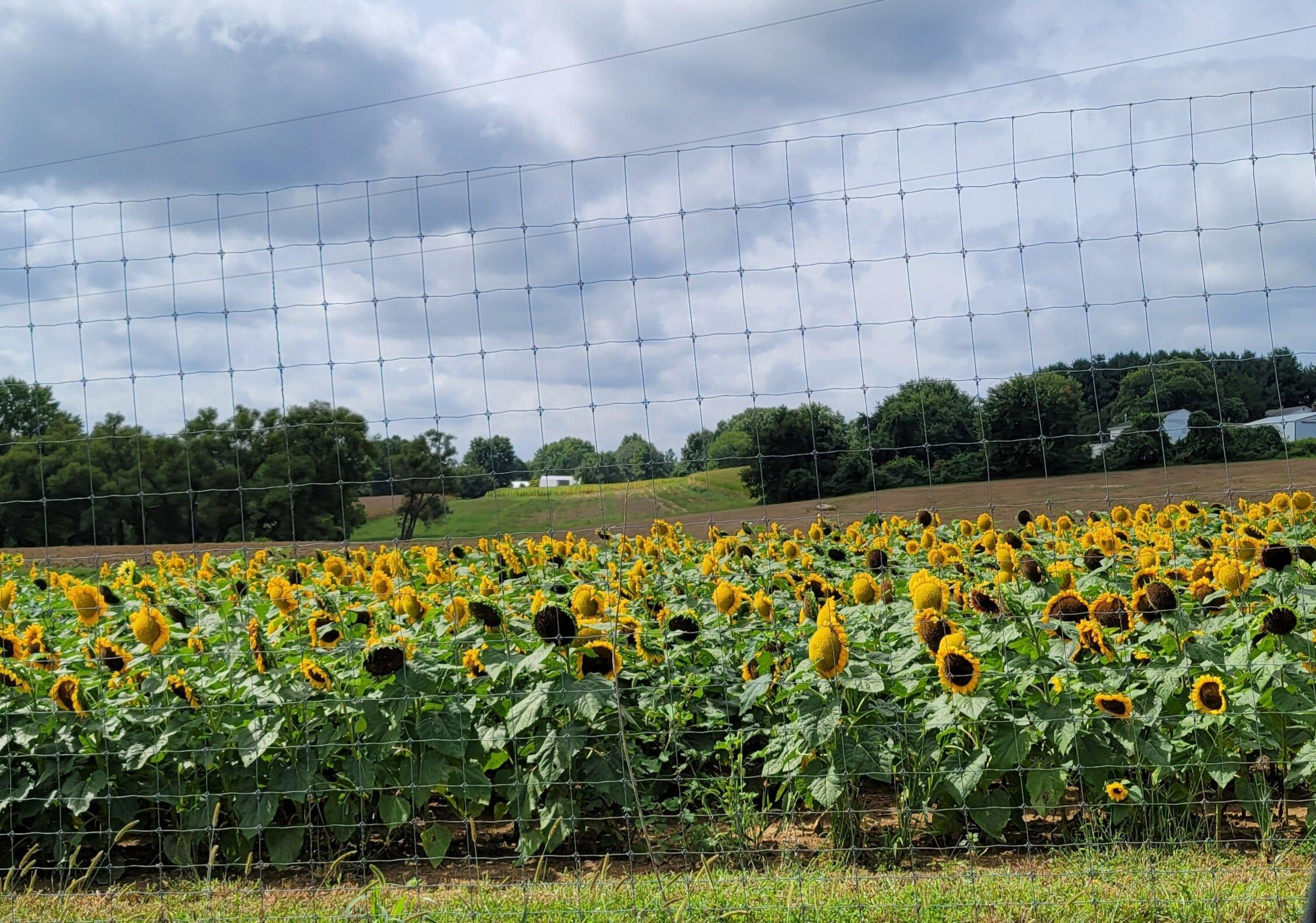 Weber's Peachberry Farm