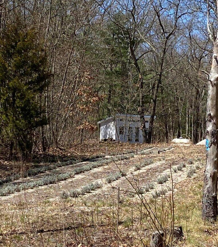 Twin Flame Lavender Farm