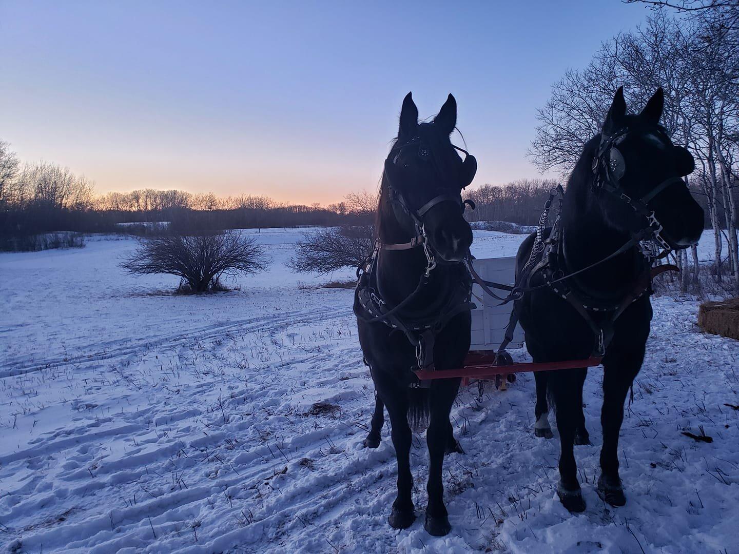 Saskatoon Sleigh Rides