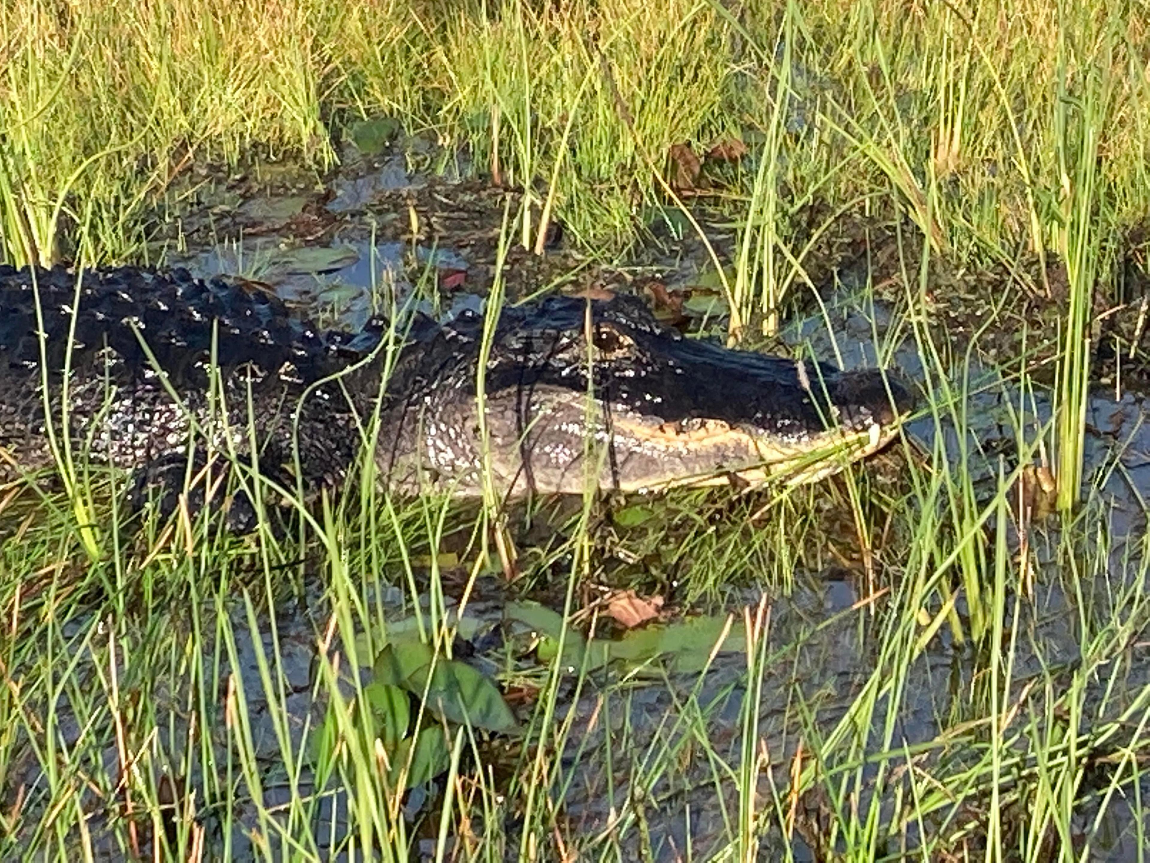 Airboat Rides Wellington Florida