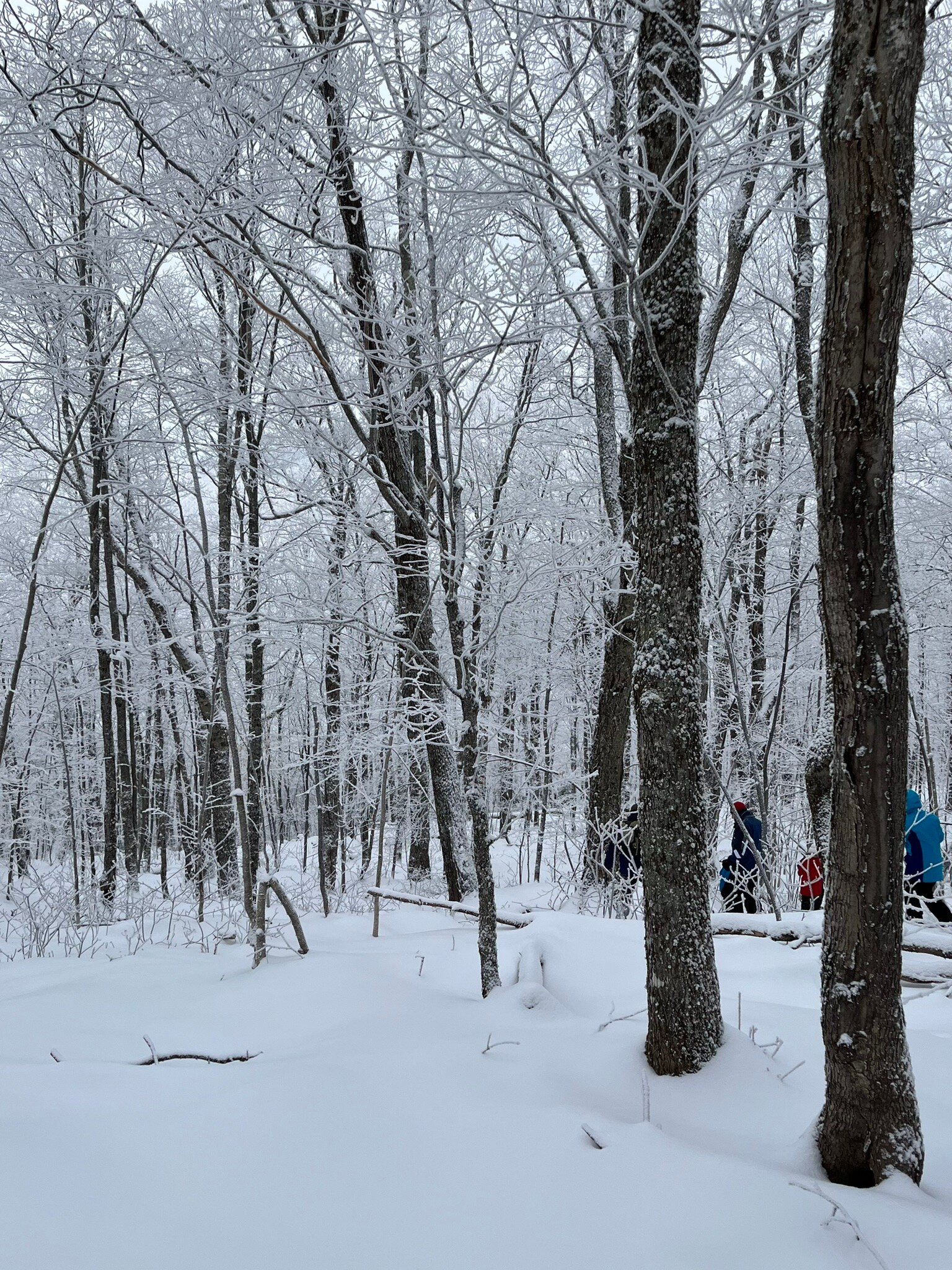 Snowshoe the Notch