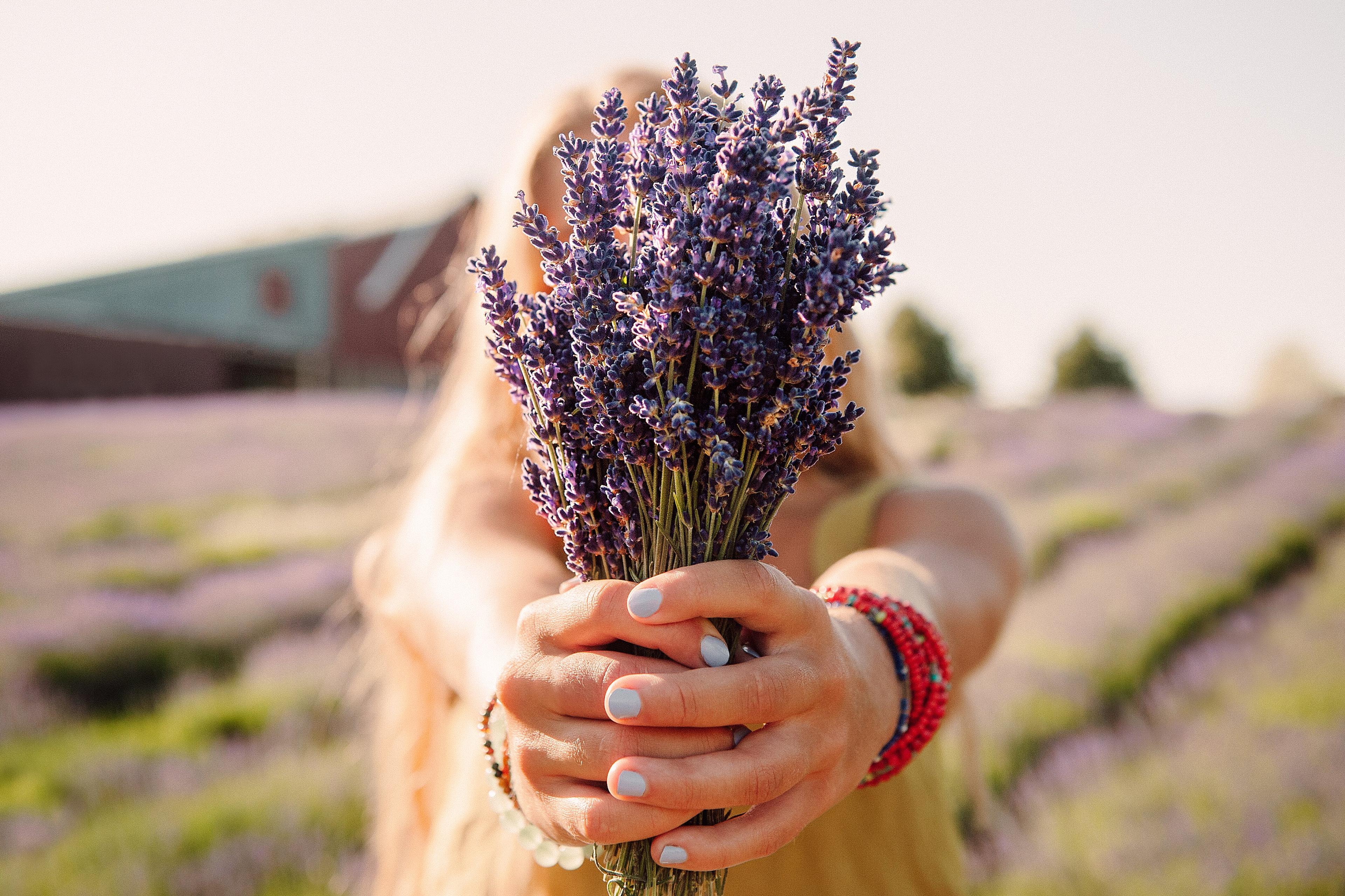 Lavender Hill Farm