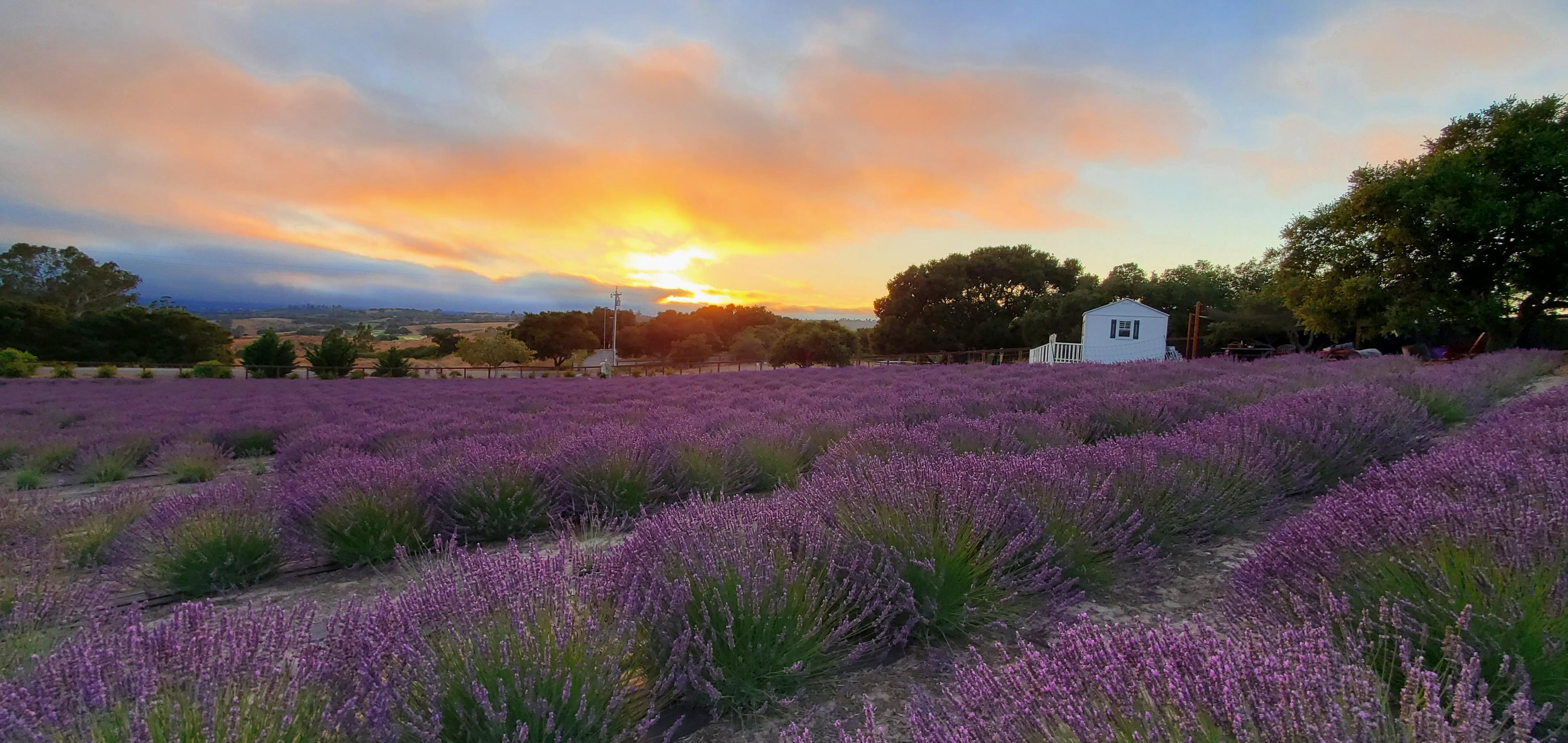 Santa Rita Hills Lavender Farm