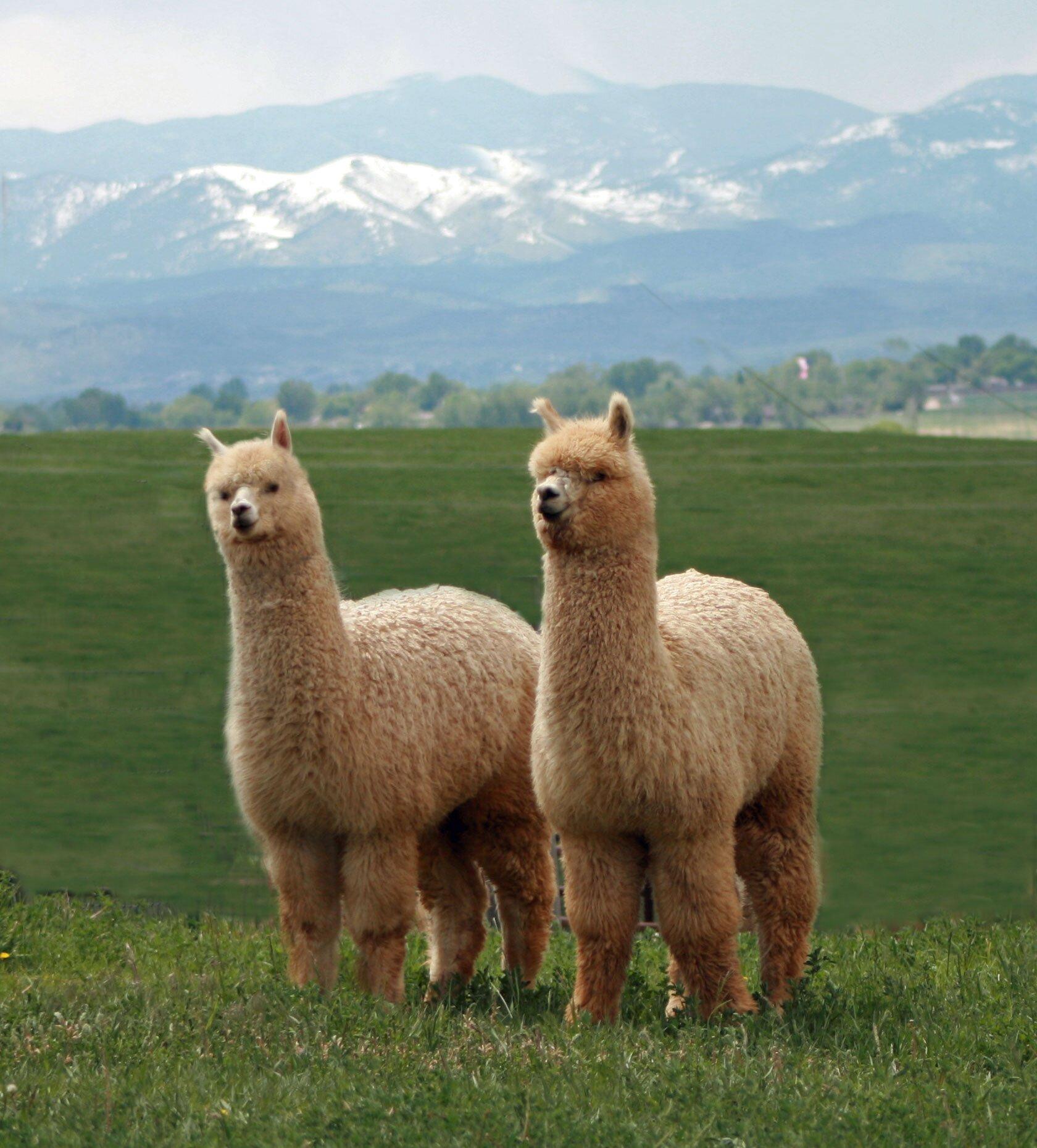 Stargazer Ranch Alpacas