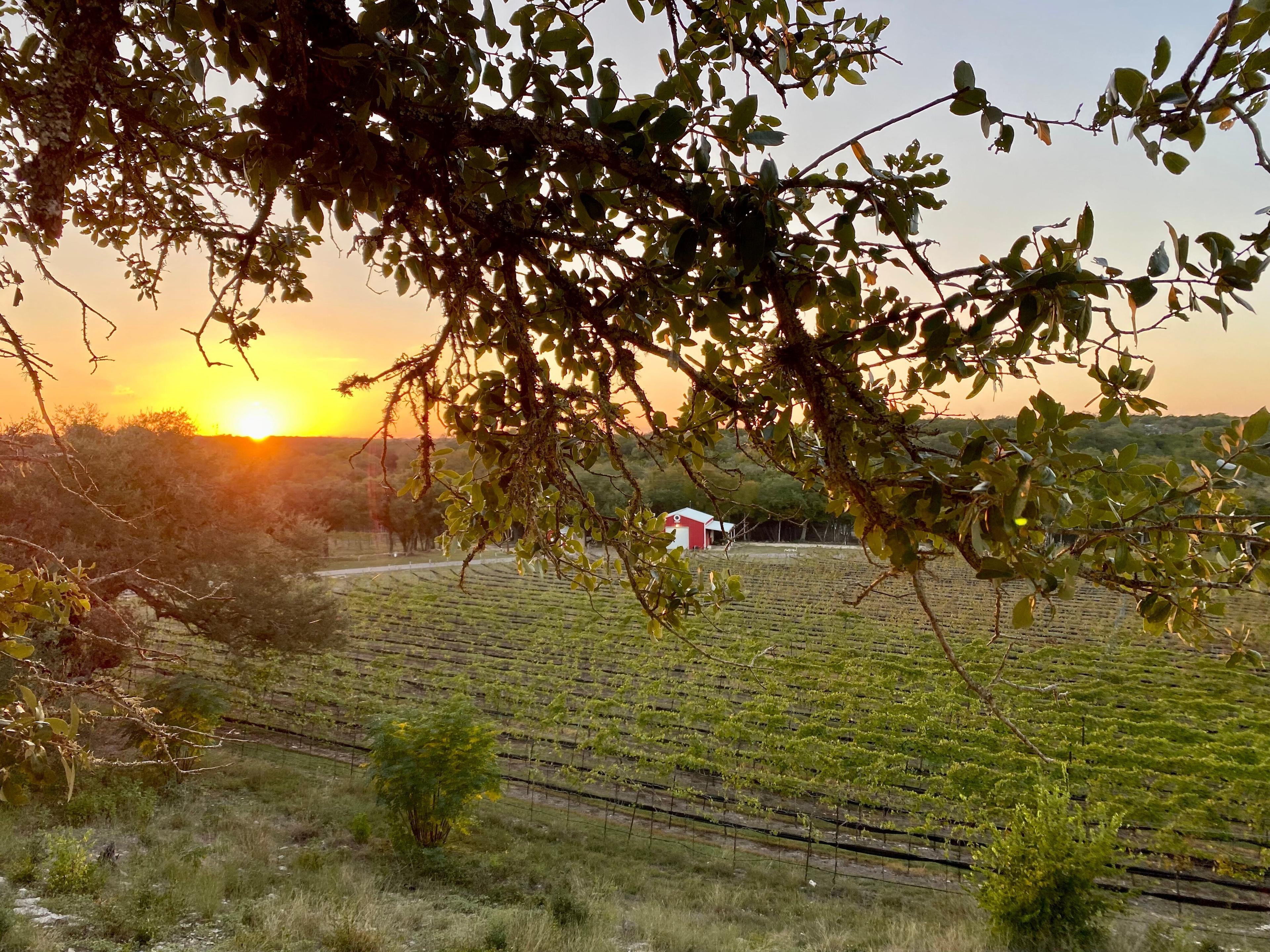 Limestone Terrace Vineyard