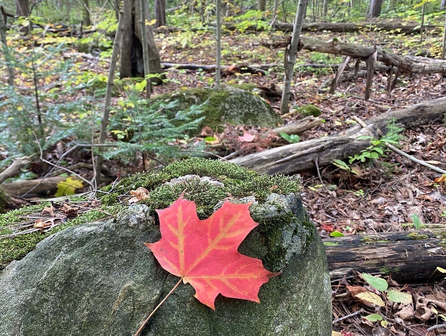 Nature Preserve At Friday Harbour