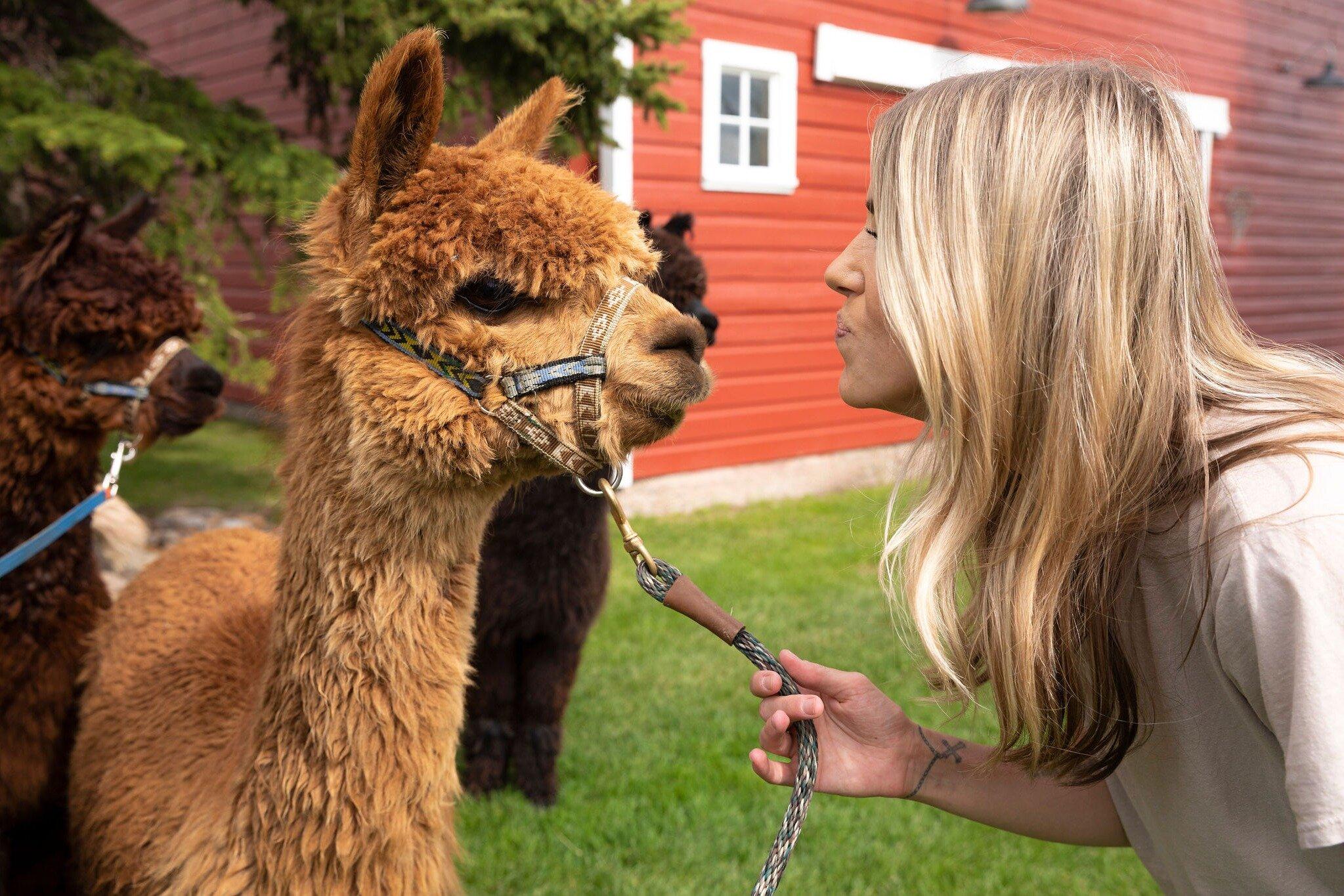 Alpacas of Montana