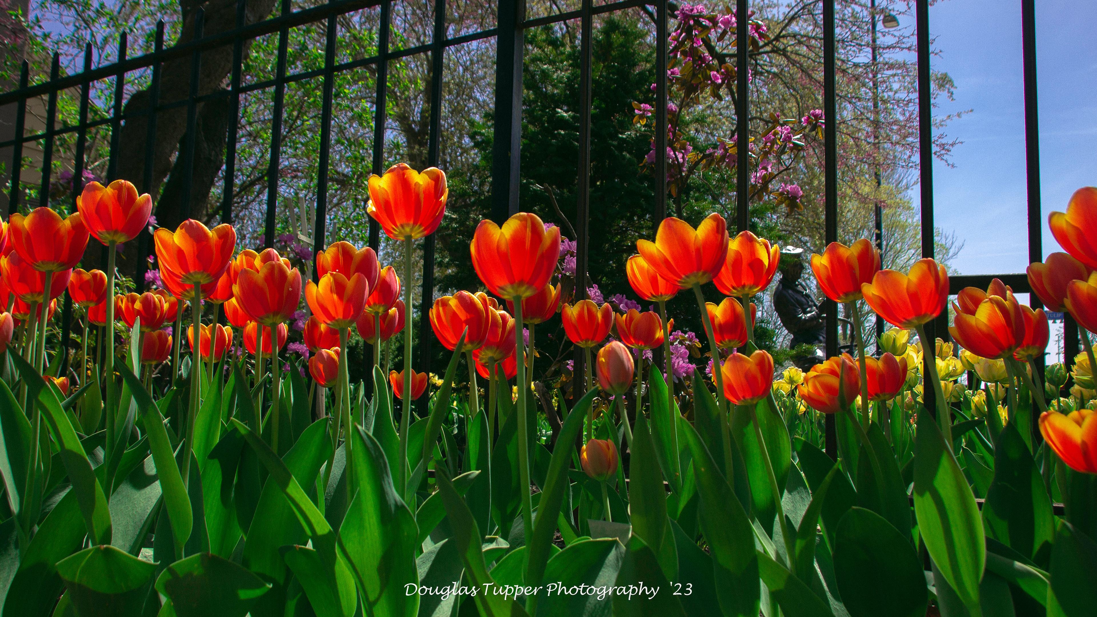 Tulip Time Information