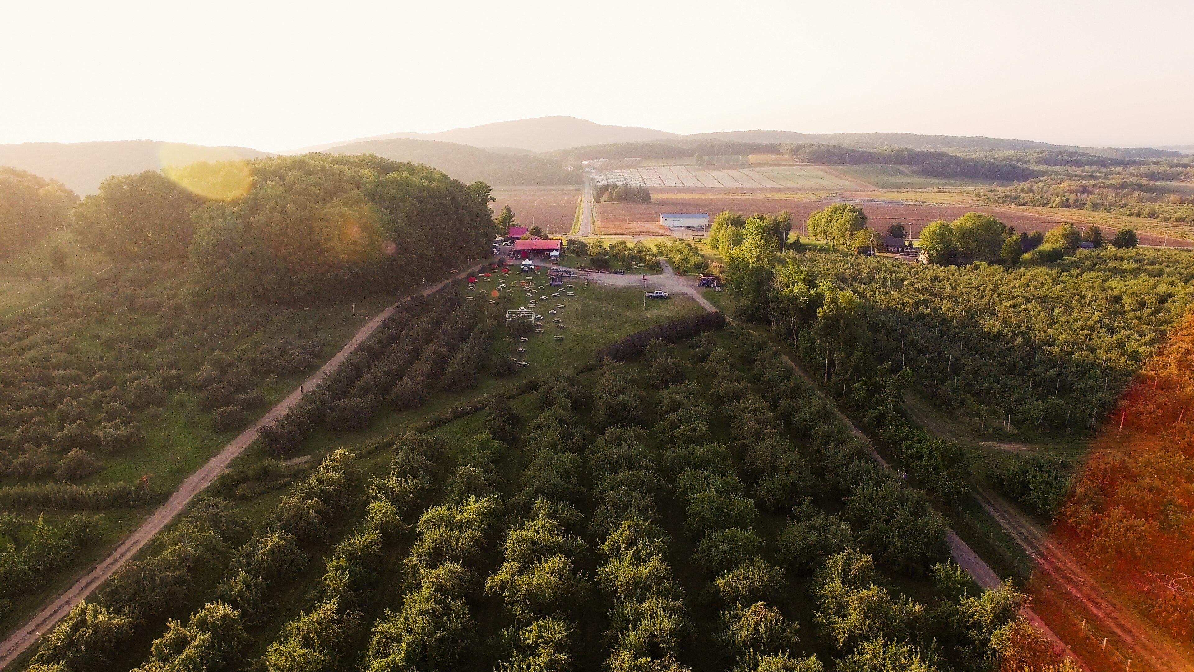 Labonte de la pomme